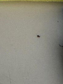 Baby Roach
