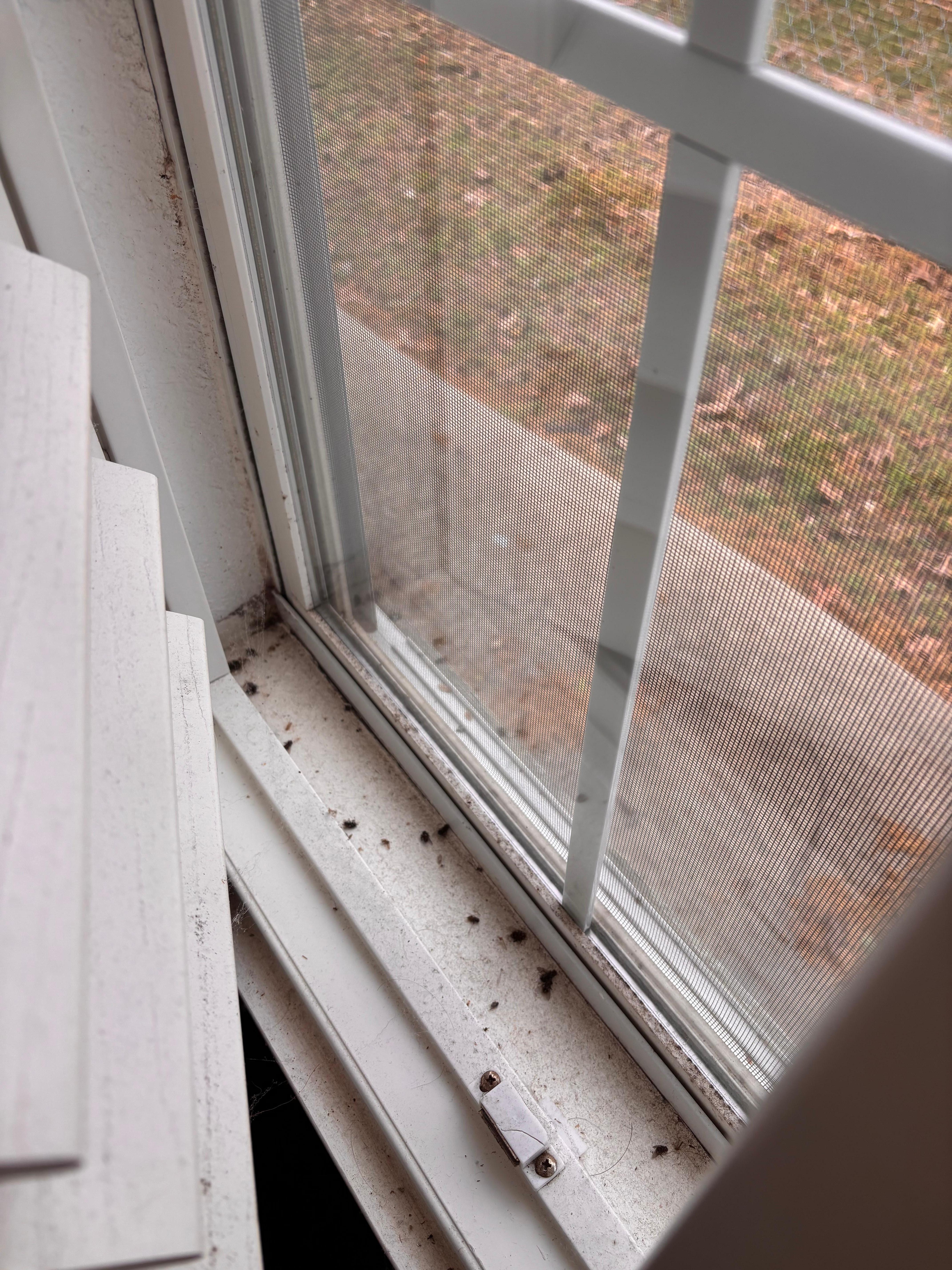 Bugs in windowsill 