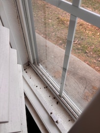 Bugs in windowsill