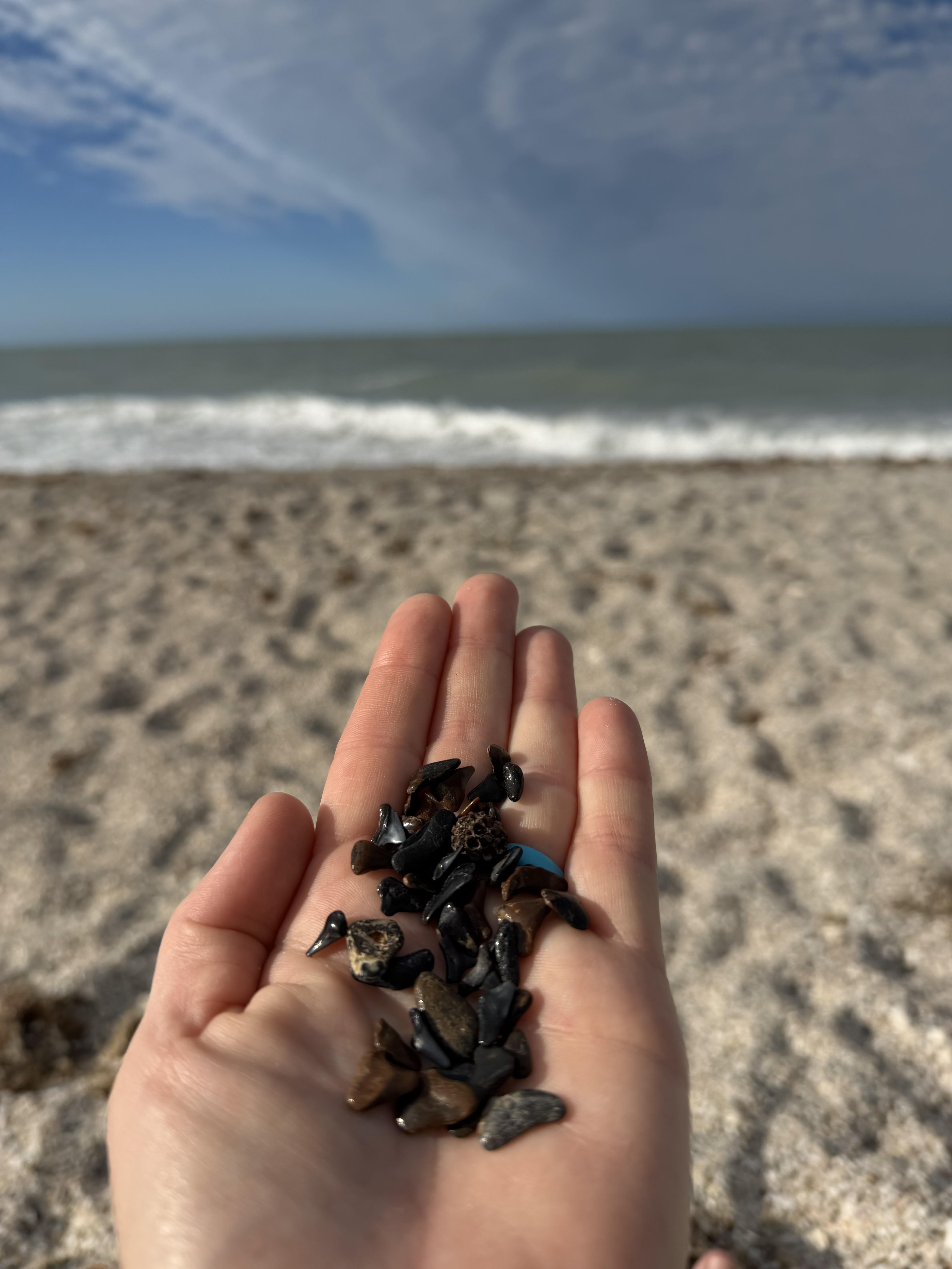 Shark teeth on the beach!