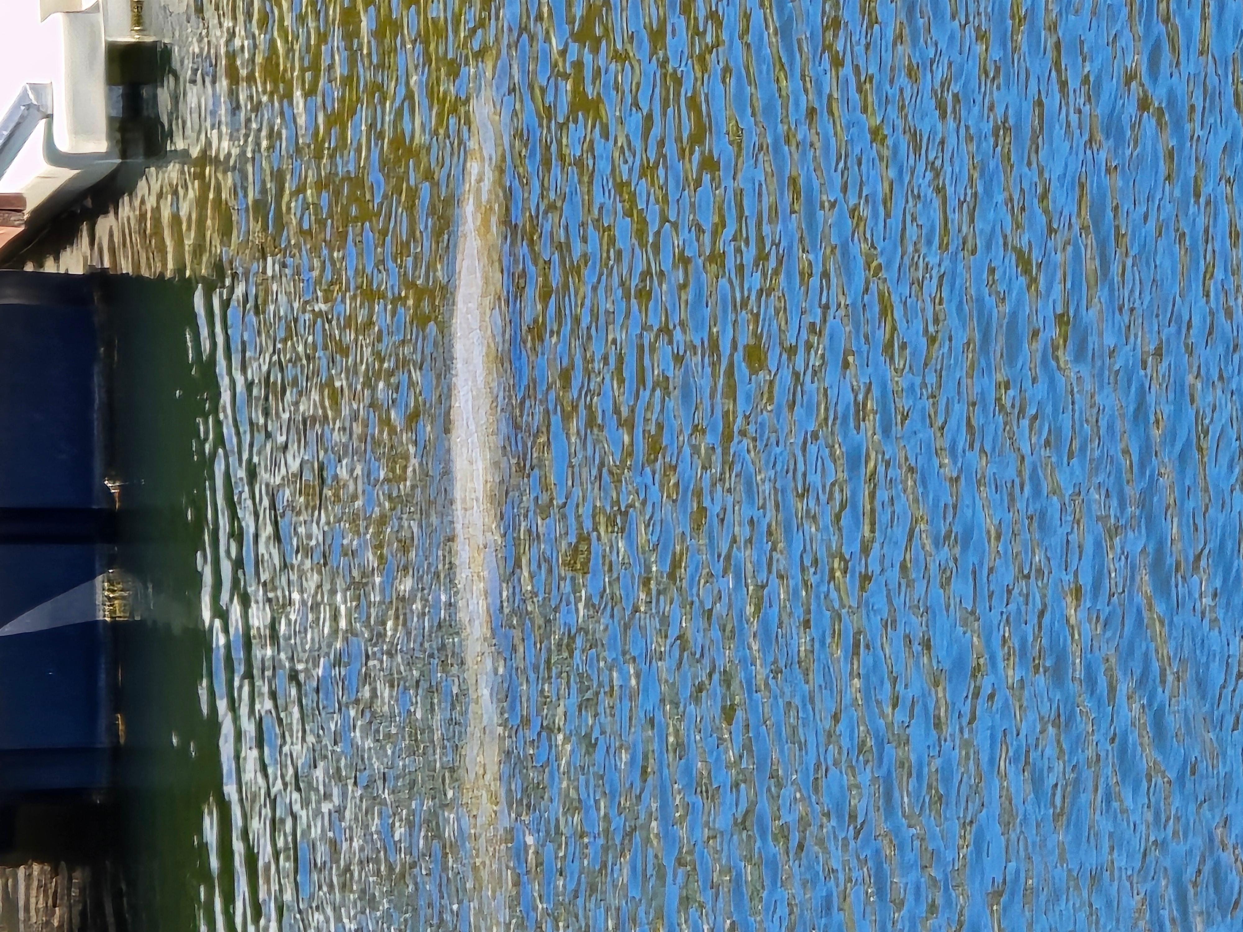 The manatee.