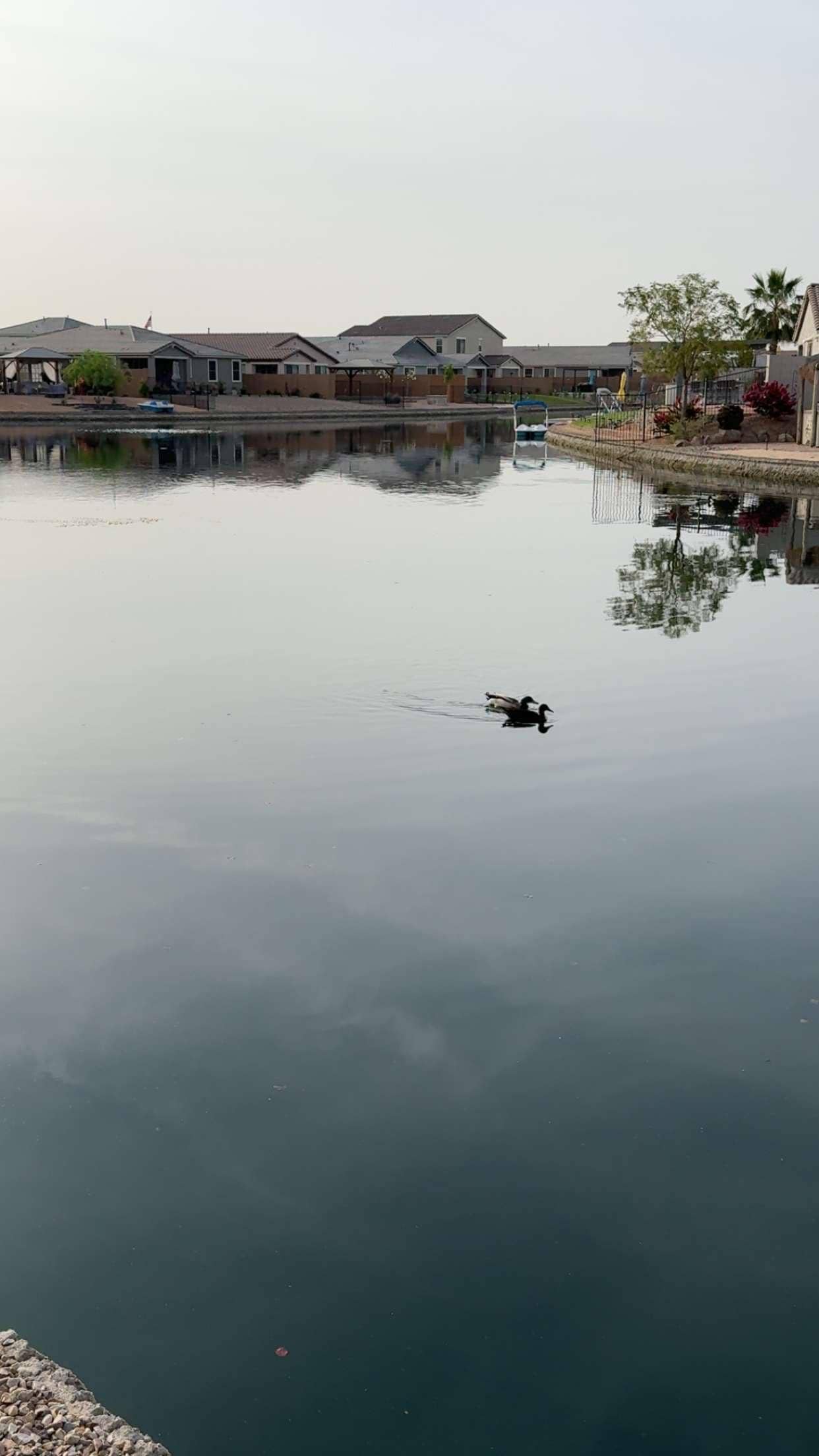 Lake view from the back yard.