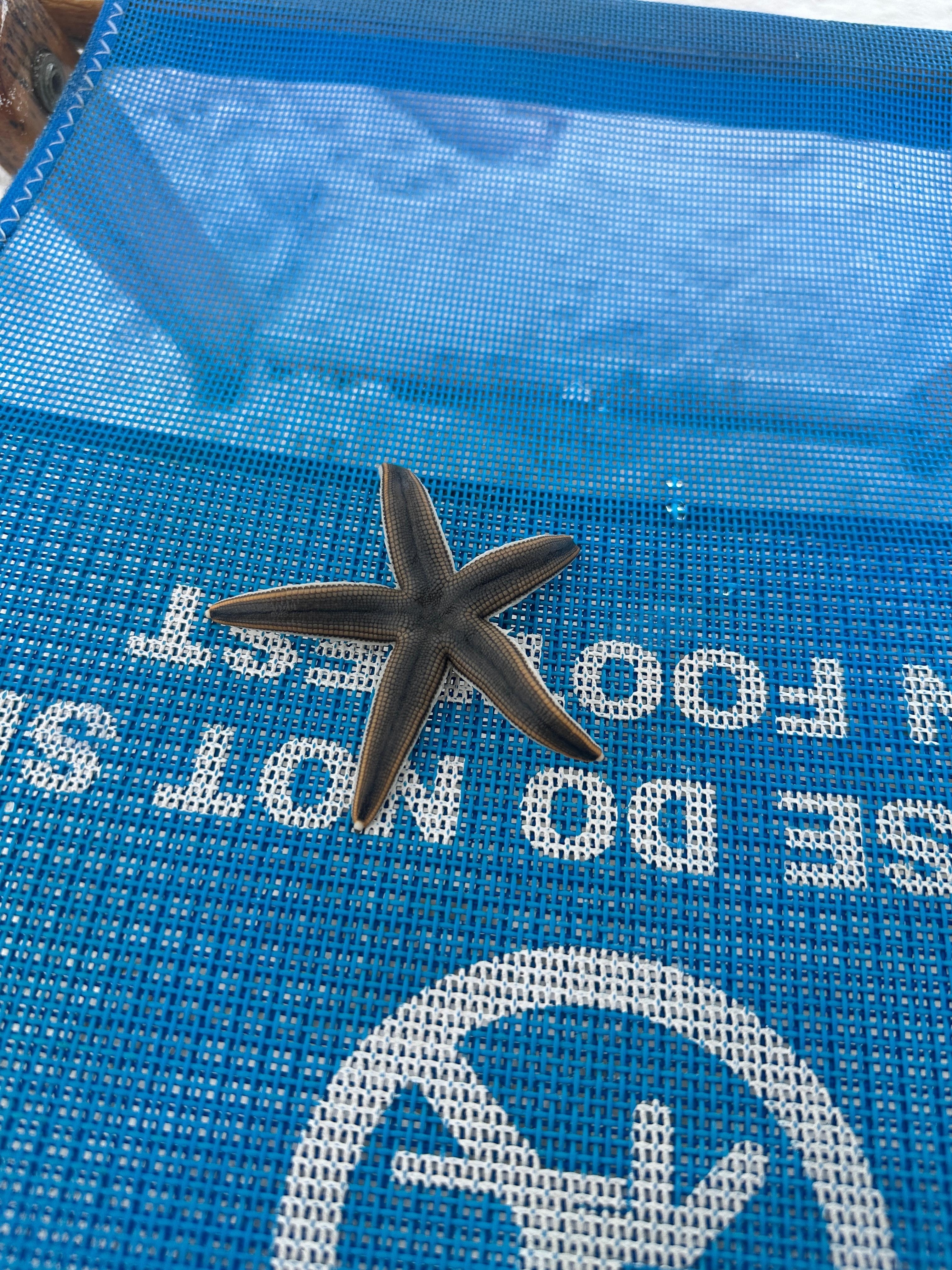 My daughter found a live starfish 