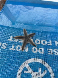 My daughter found a live starfish