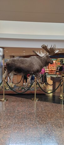 Airport