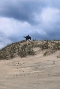 Wild Mustang on the Dunes