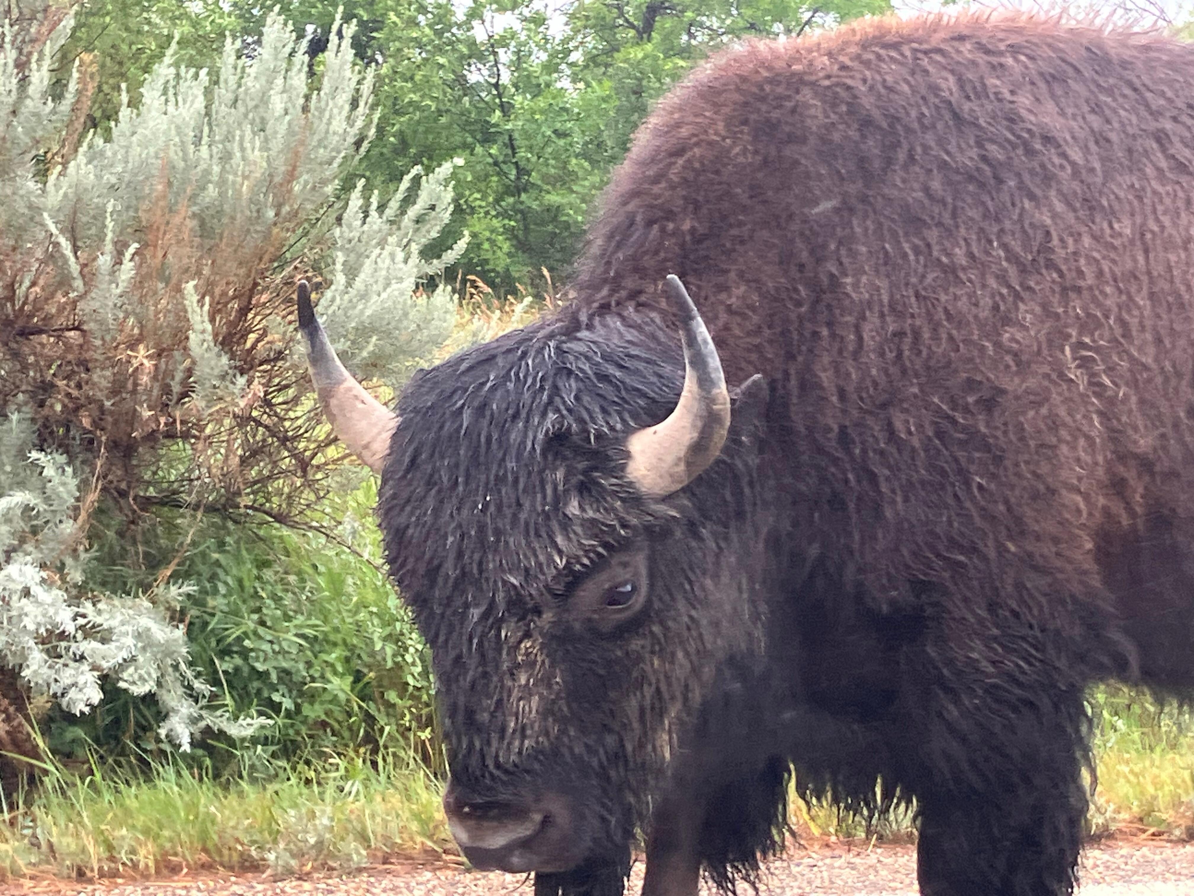 Bison