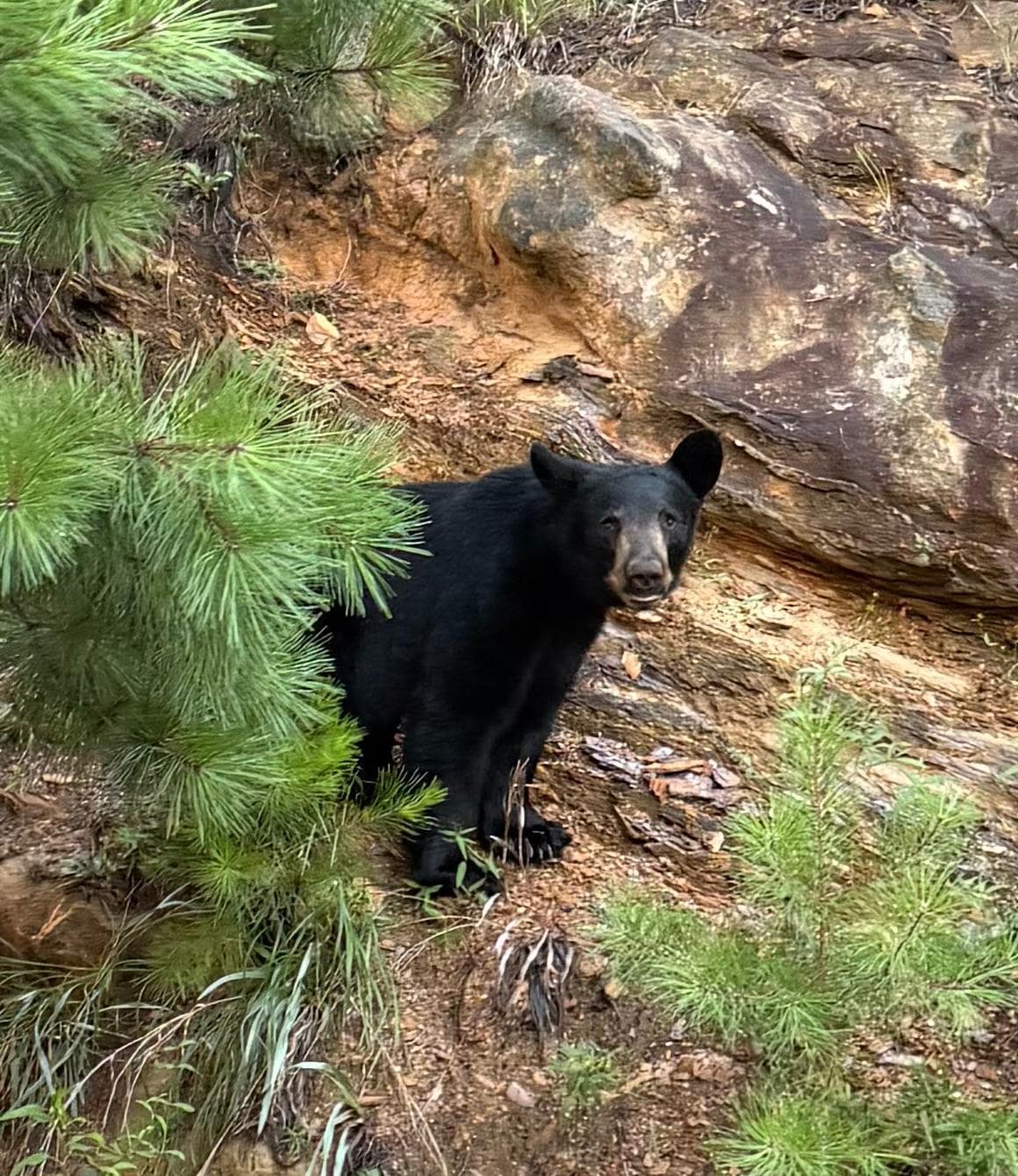 Resident bear 