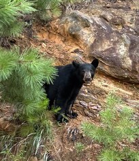 Resident bear