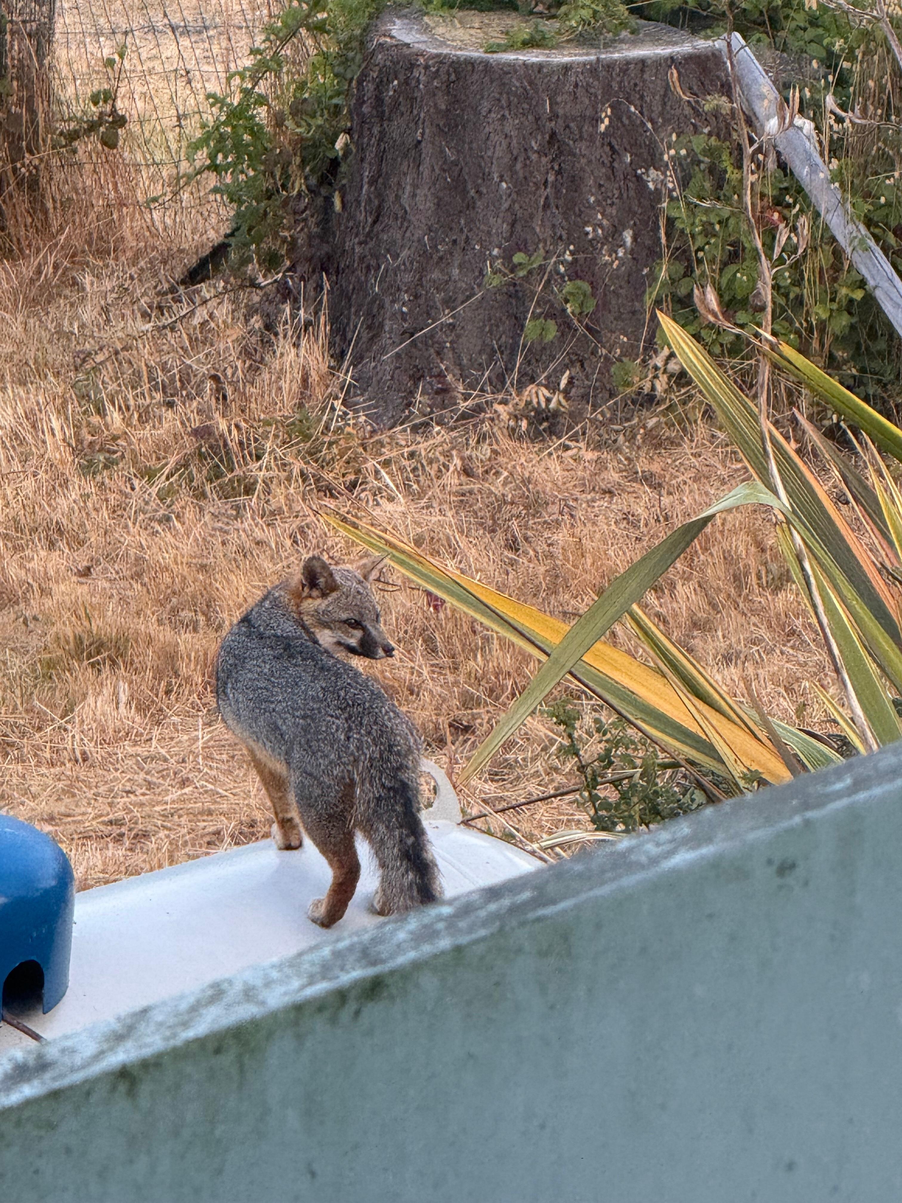 Fox that we saw in the yard the first morning of our stay. 
