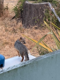 Fox that we saw in the yard the first morning of our stay.