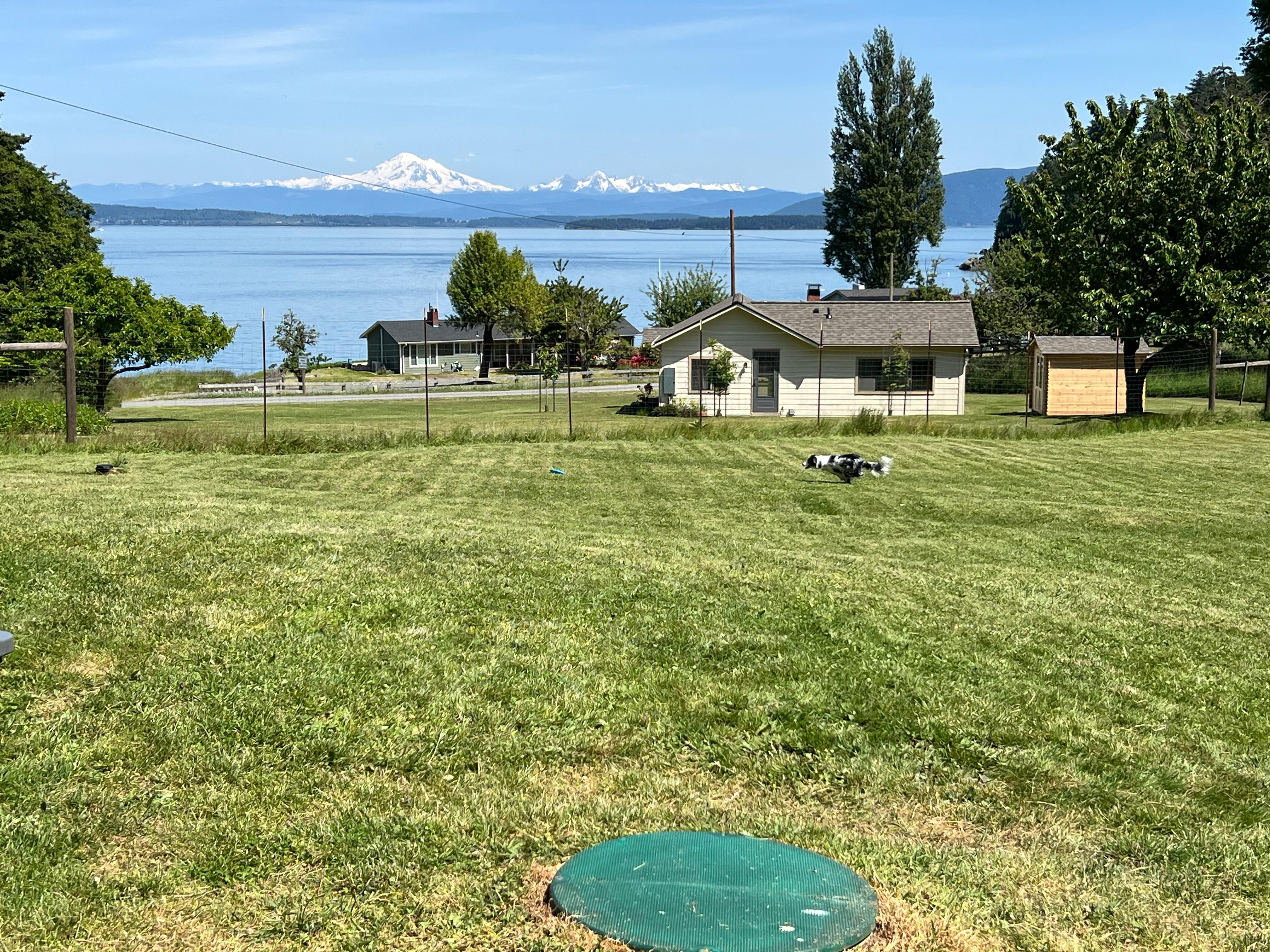 View of Mt Baker and dog chasing frisbee. 
