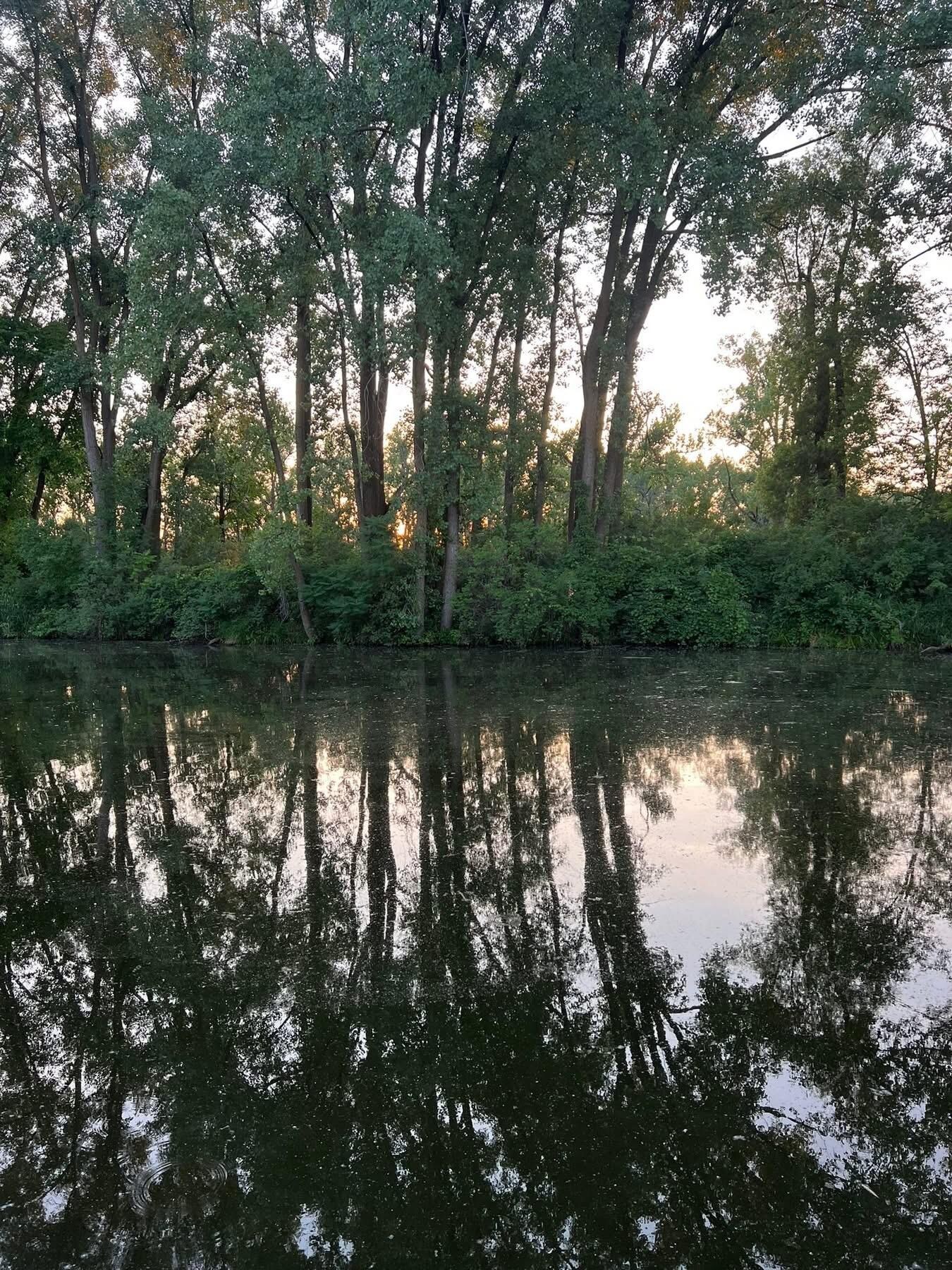 Backyard view