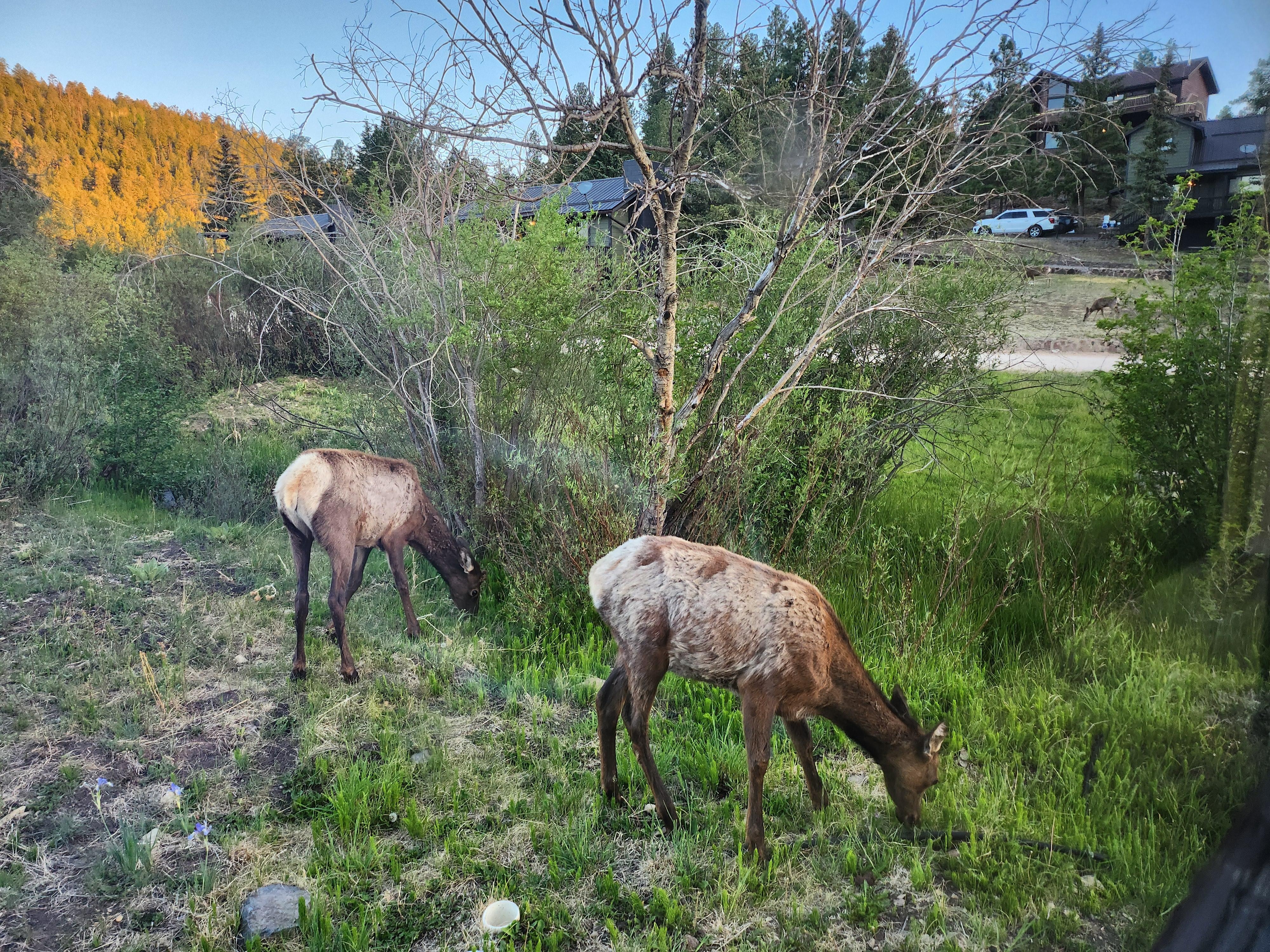 From the cabin's kitchen widow