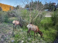 From the cabin's kitchen widow