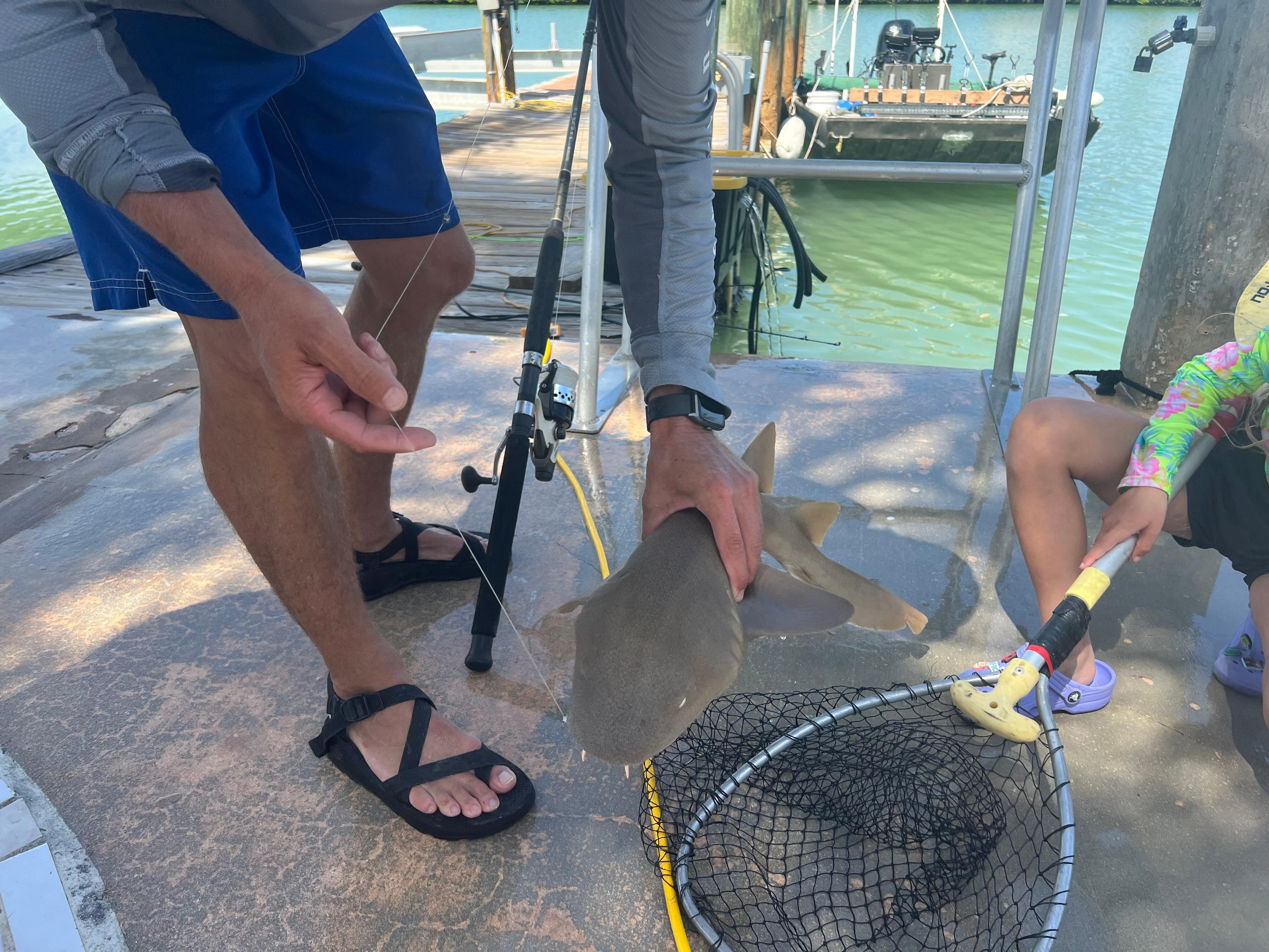 Nurse shark