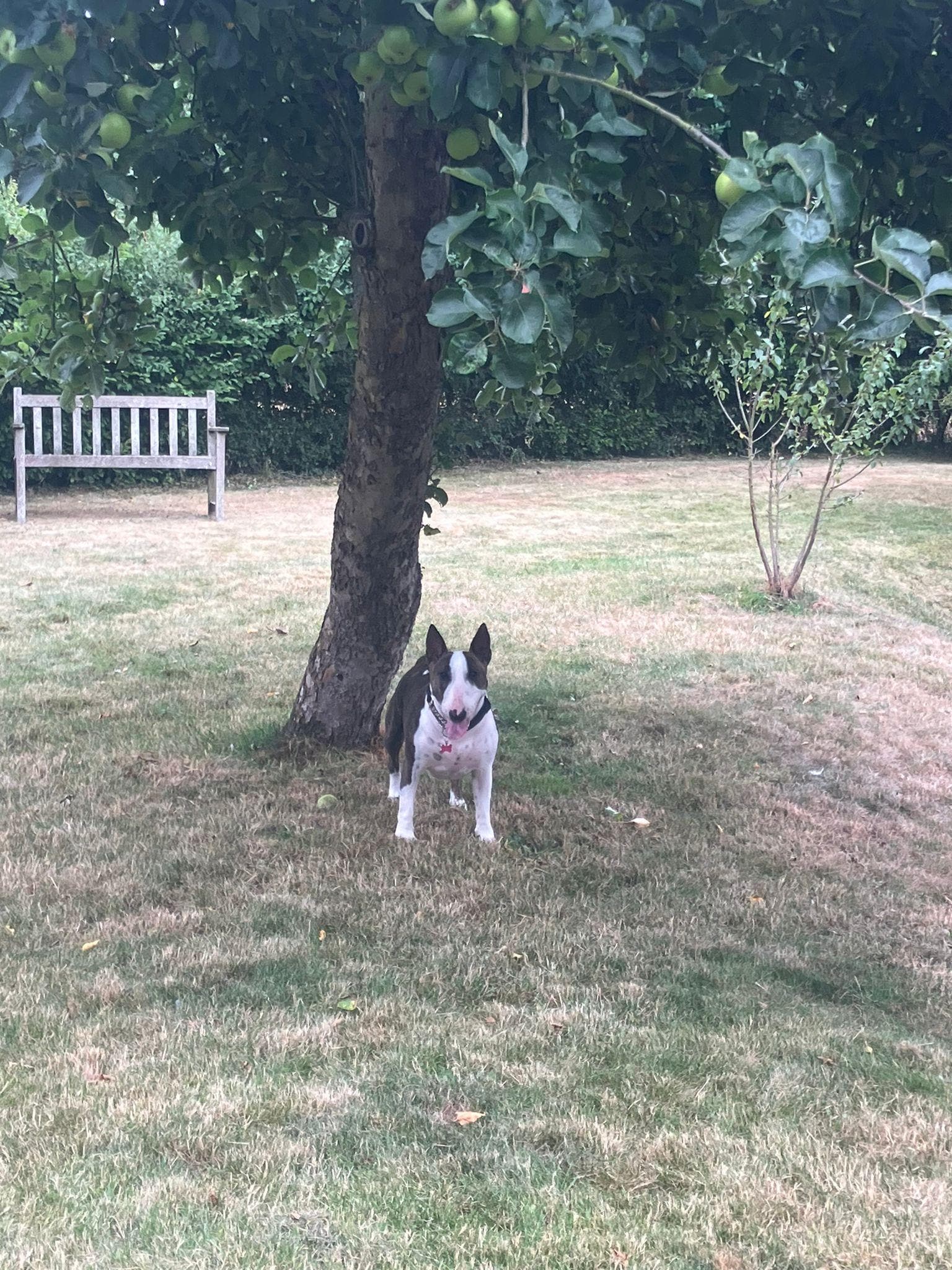 Tilly loved the garden.
