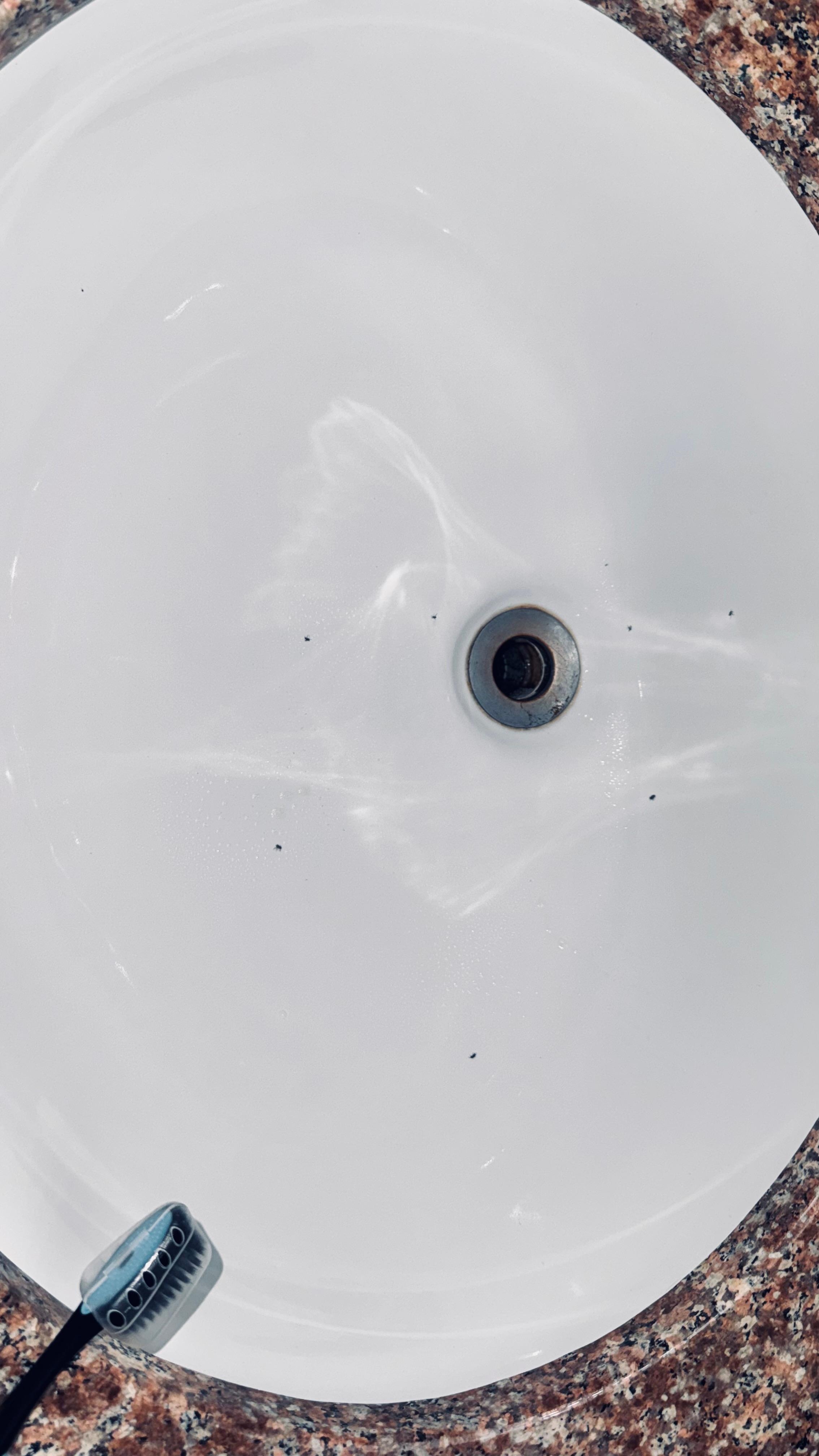 Drain flies, common in Fl but easy to eliminate with a plug. 