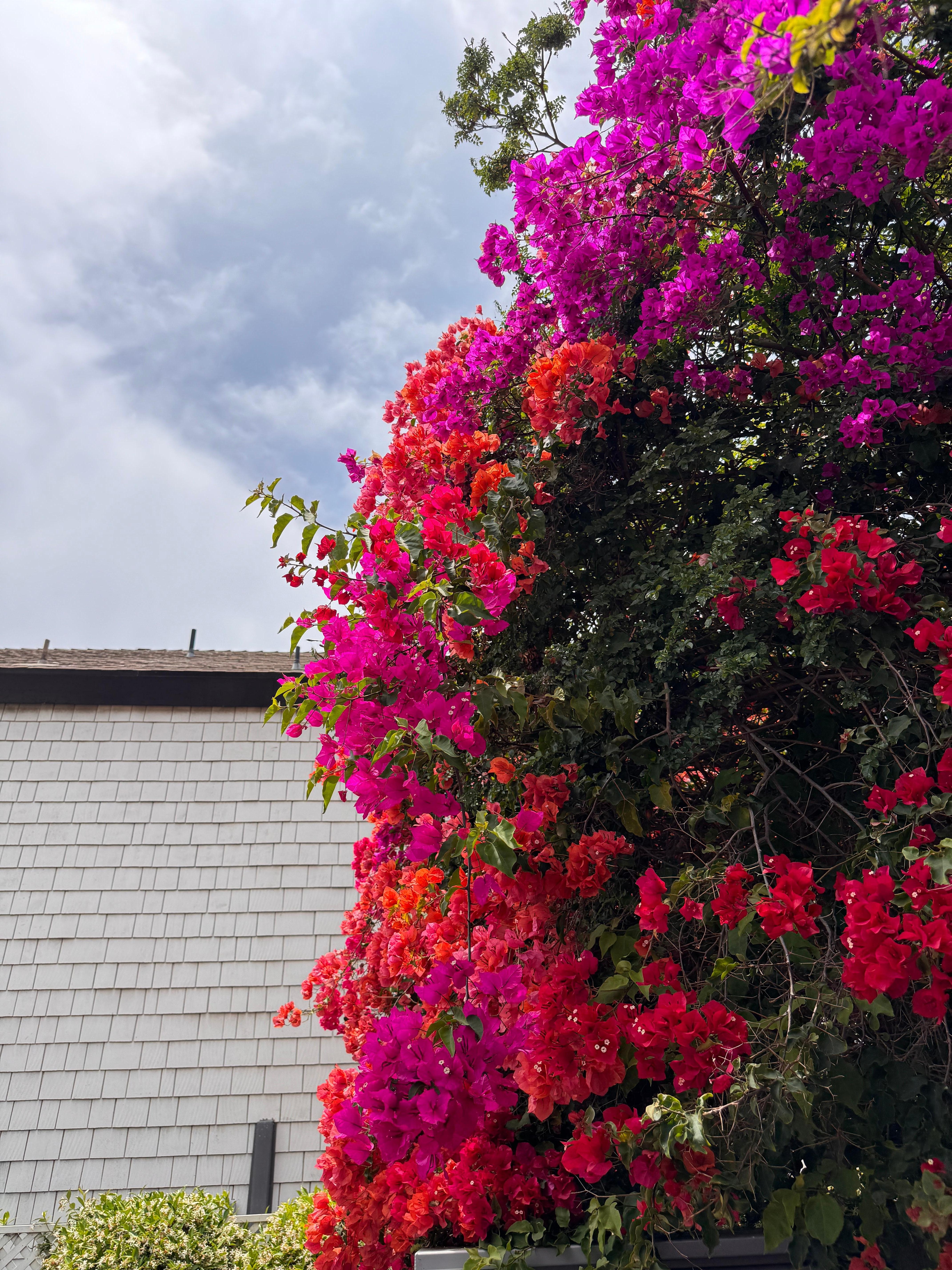 All of the beautiful greenery 