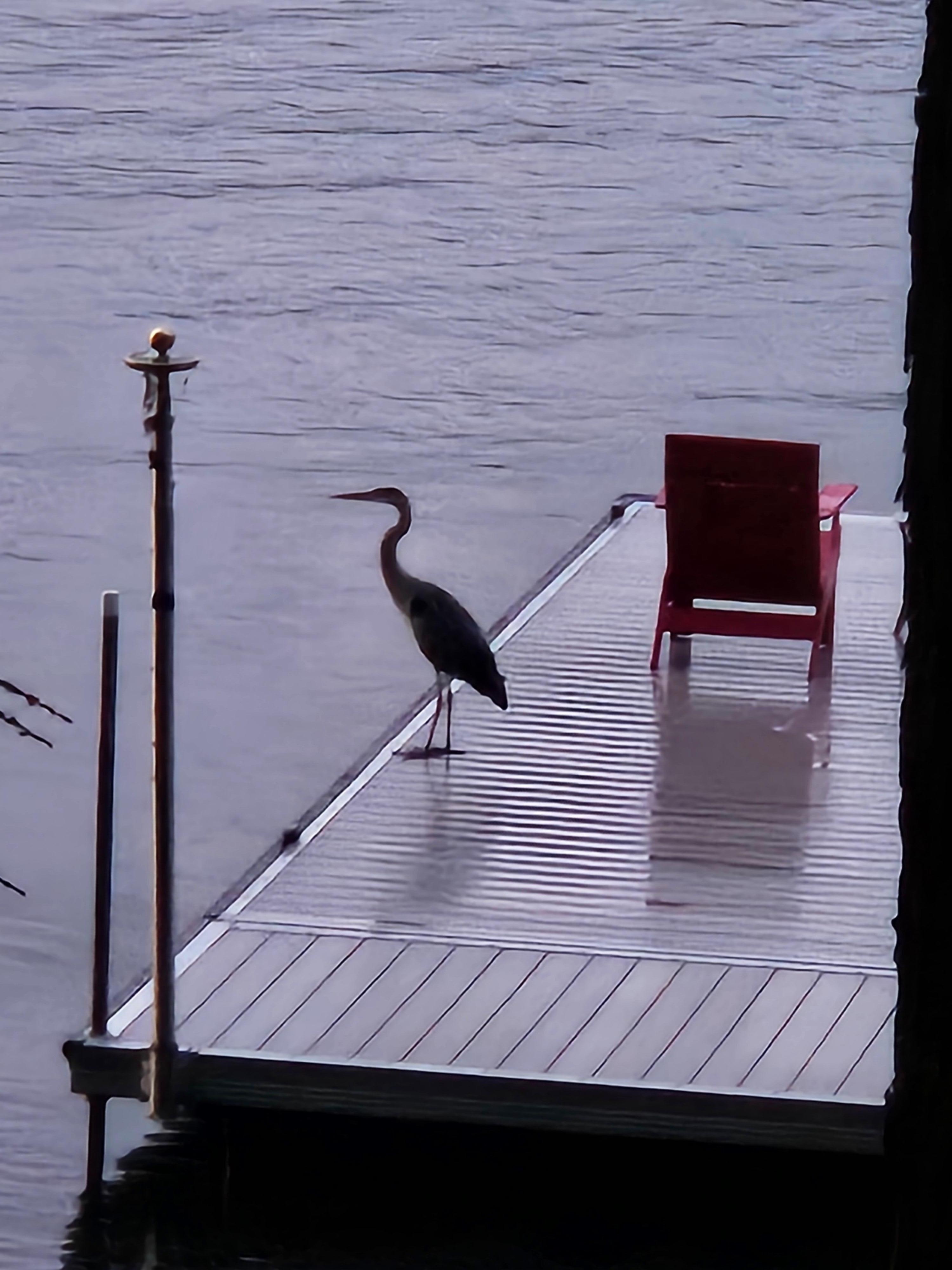 Great Blue Heron on the dock