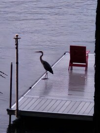 Great Blue Heron on the dock