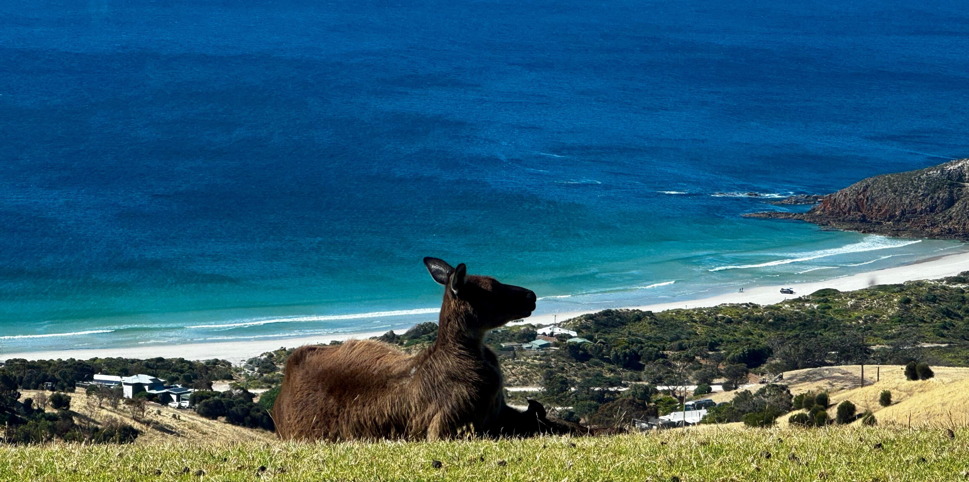 Sunshine & Kangaroos