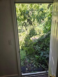 Fallen trees blocking most of the backyard
