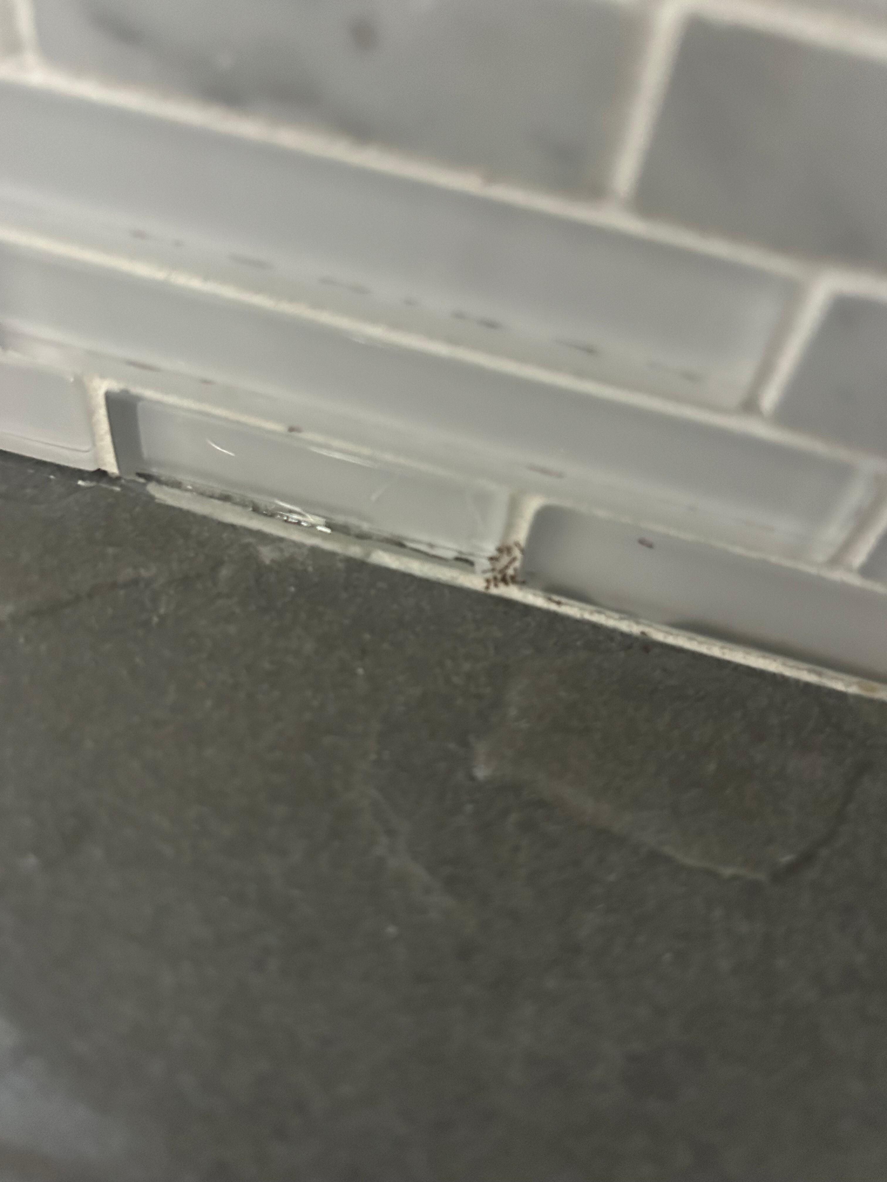 Ants in kitchen