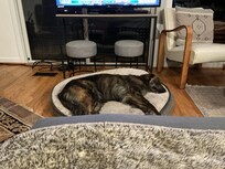 Another tired pup!