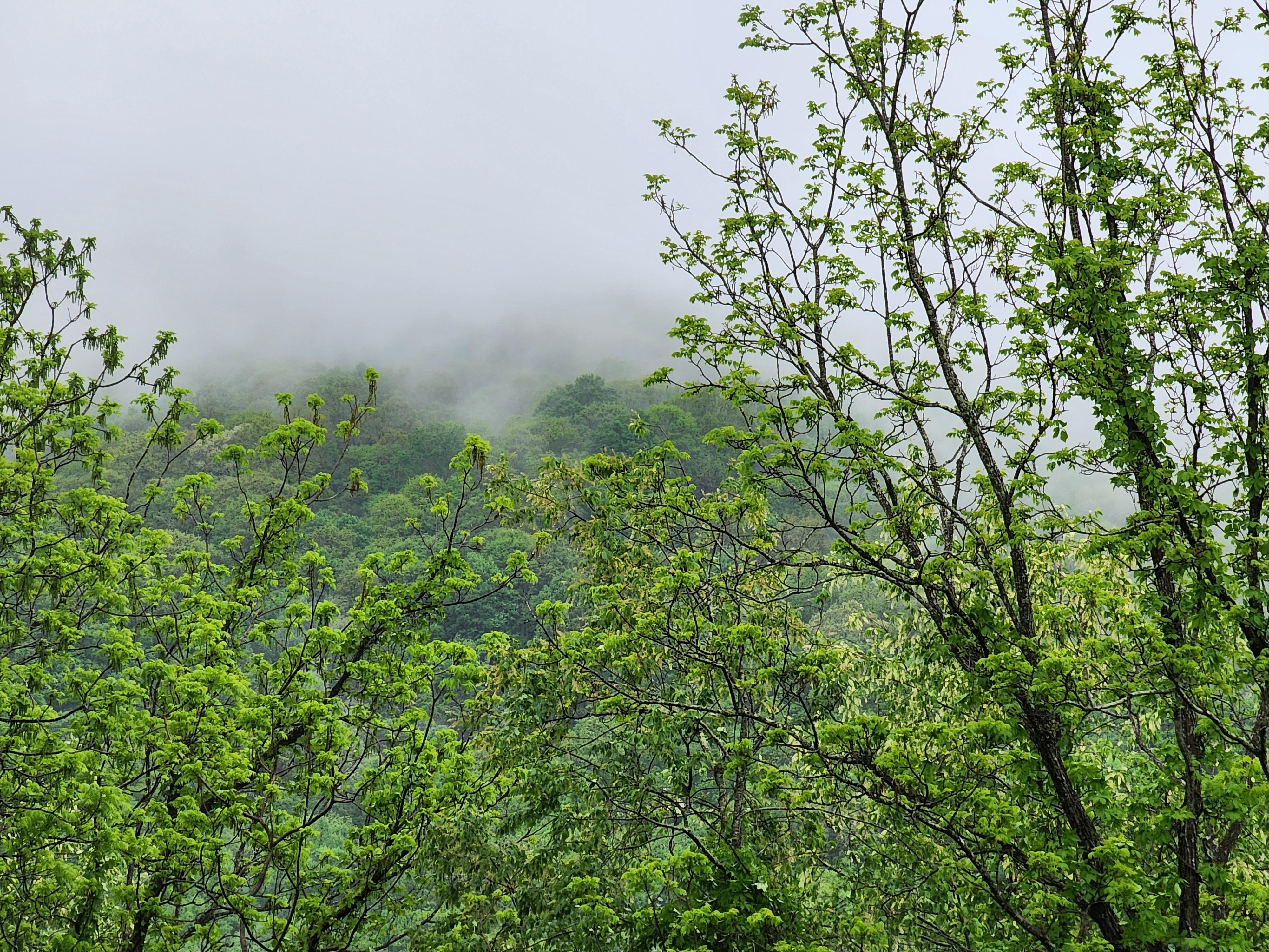 View out the back door on a foggy morning