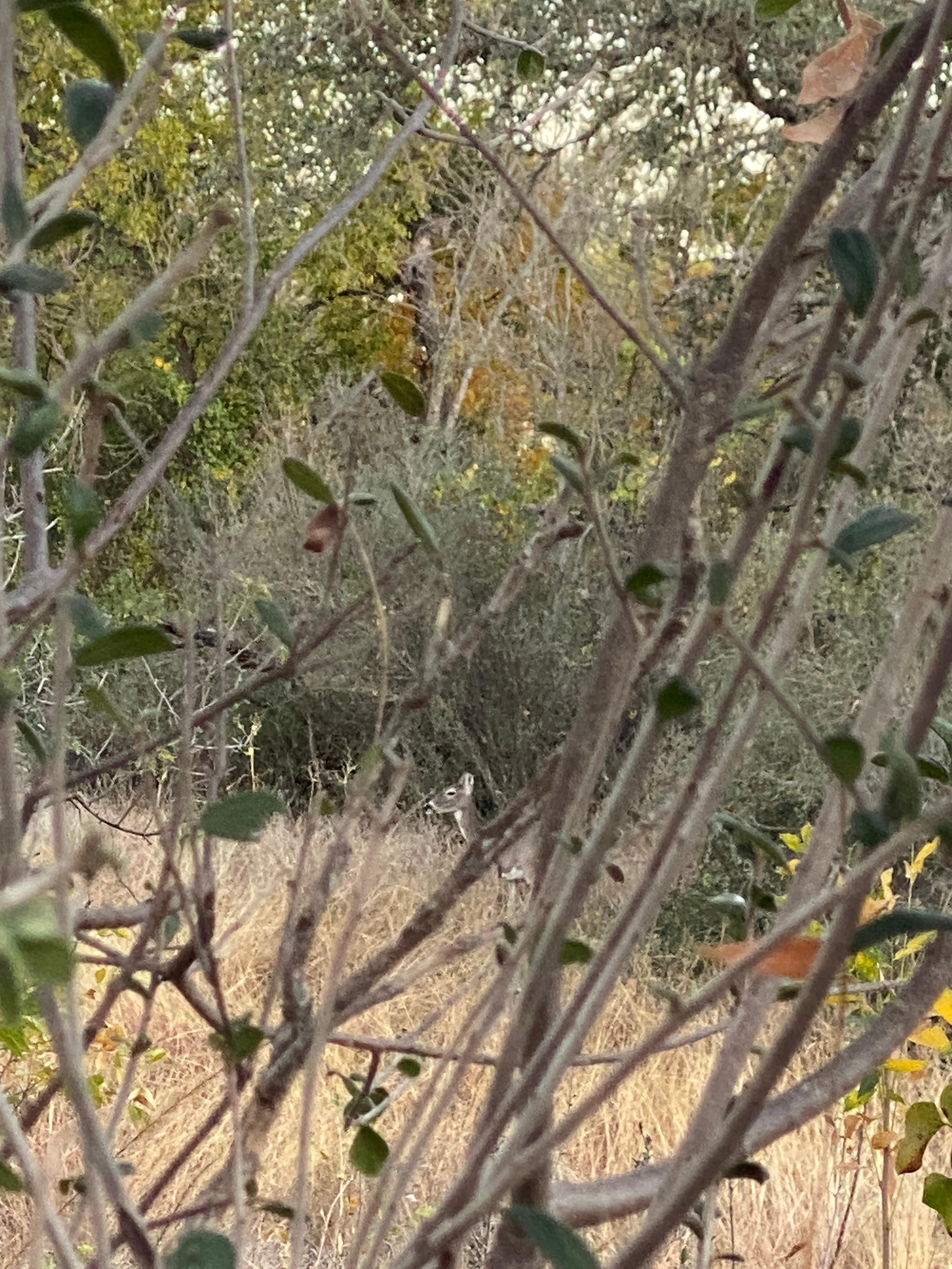 Wildlife right outside your door