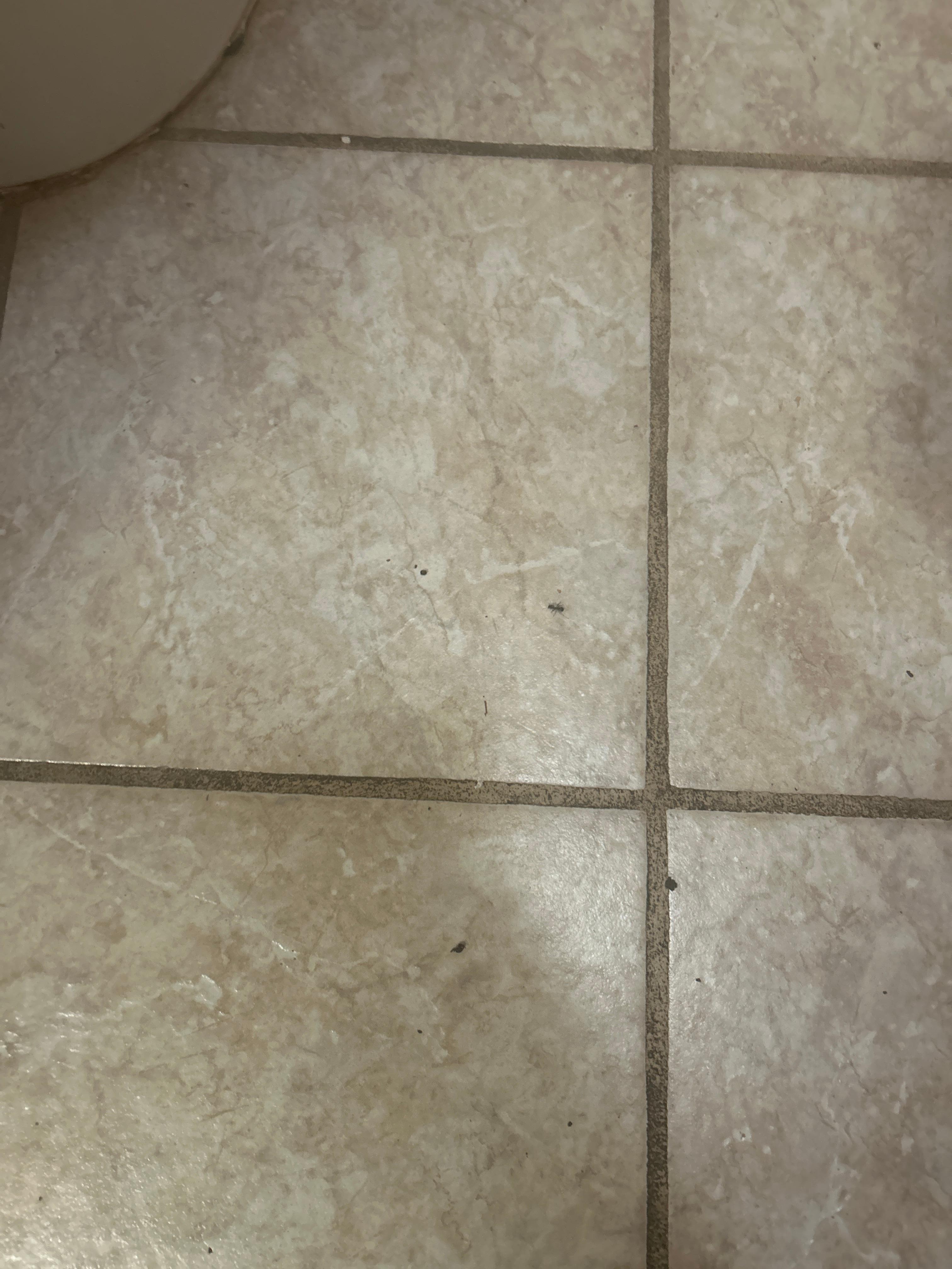This is a bathroom with an ant and there was spiders and the floor hasn’t been cleaned and it’s just gross