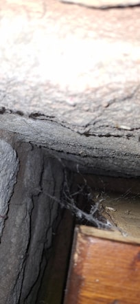 Main bedroom, all areas covered in webs, moths and insect remains