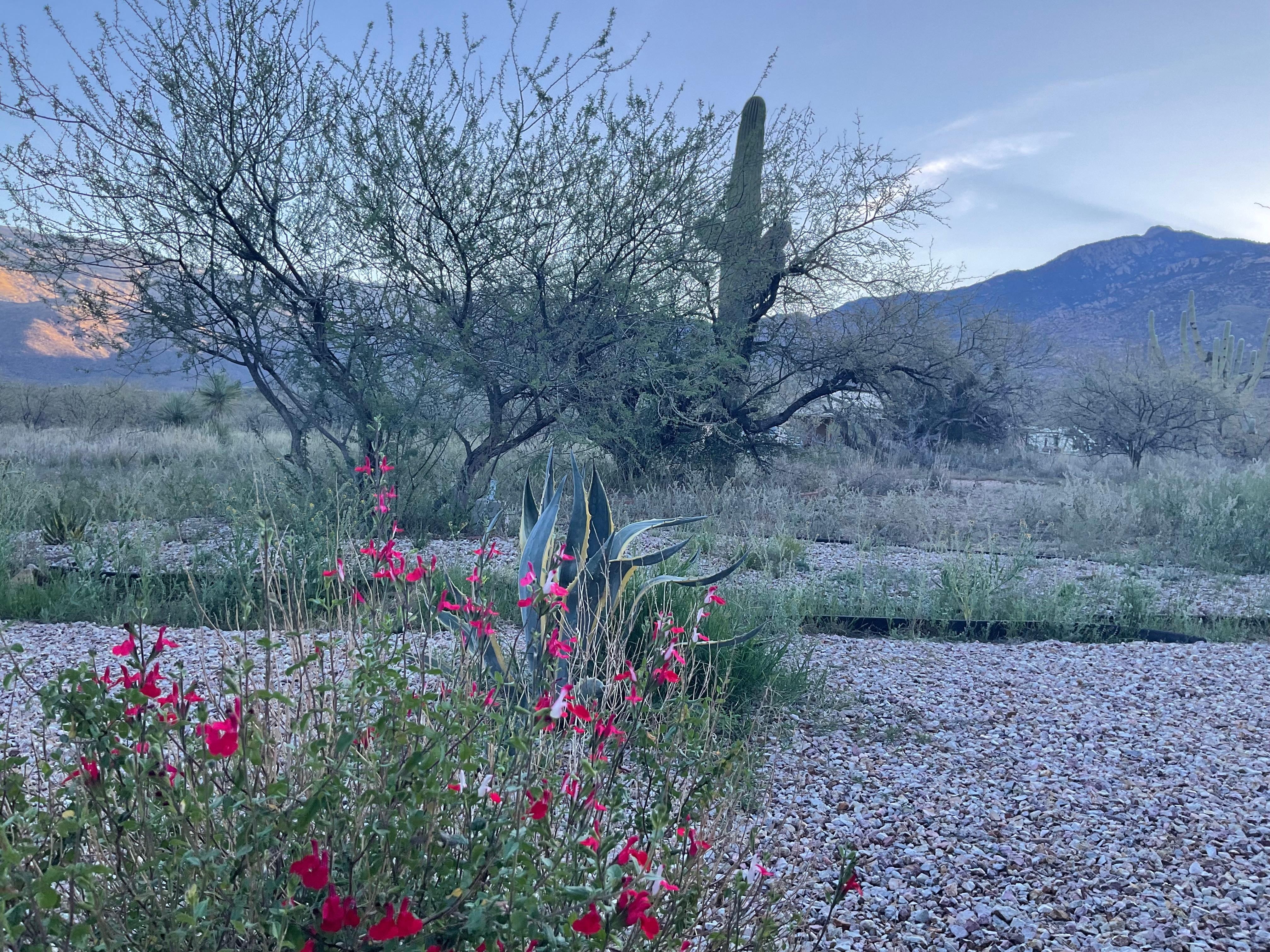 View from the back of the house