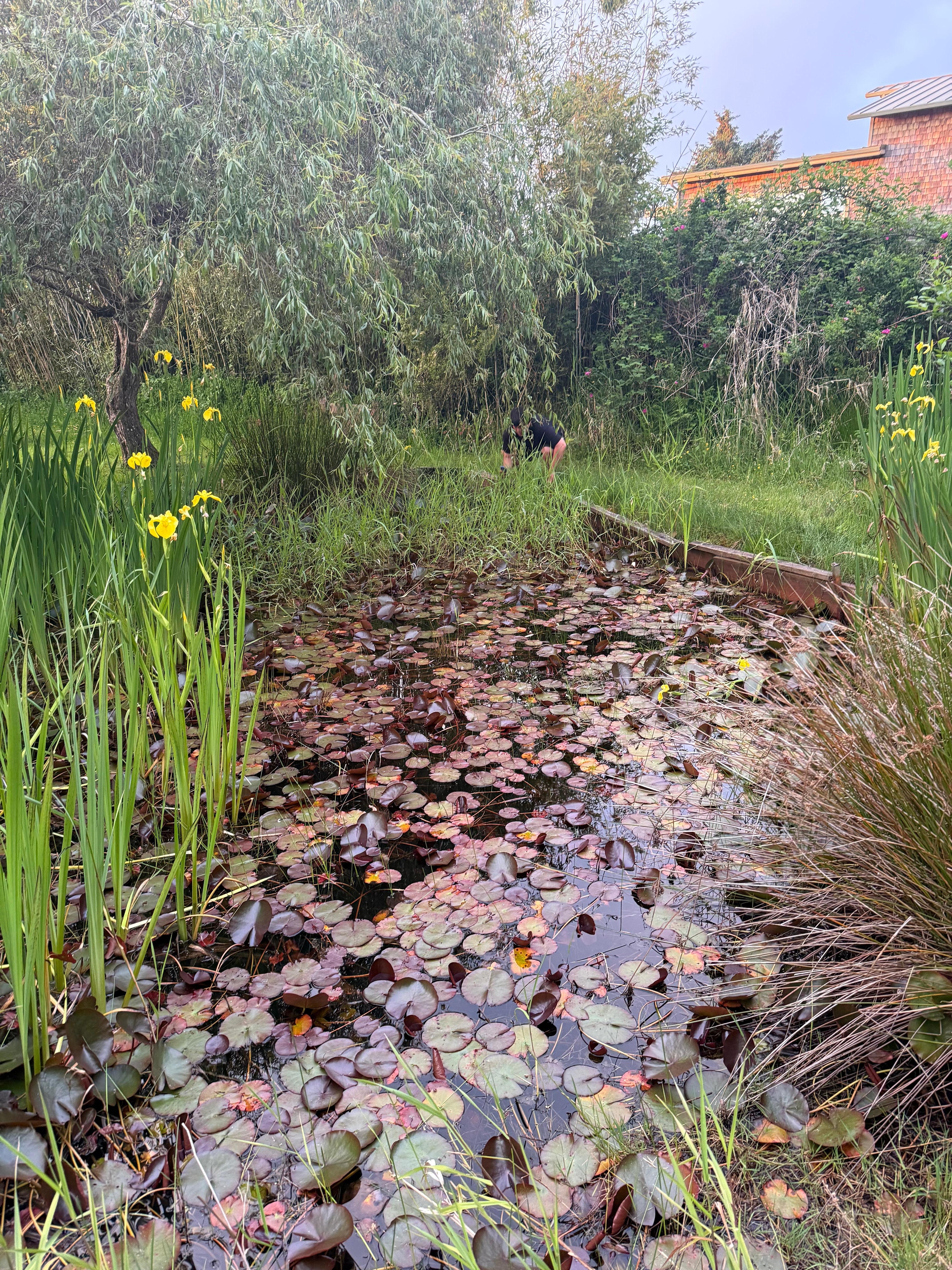 What’s not to love about a garden pond with lily pads?