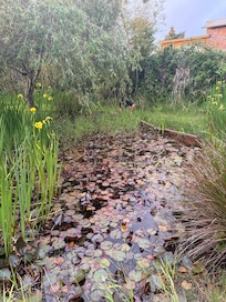 What’s not to love about a garden pond with lily pads?