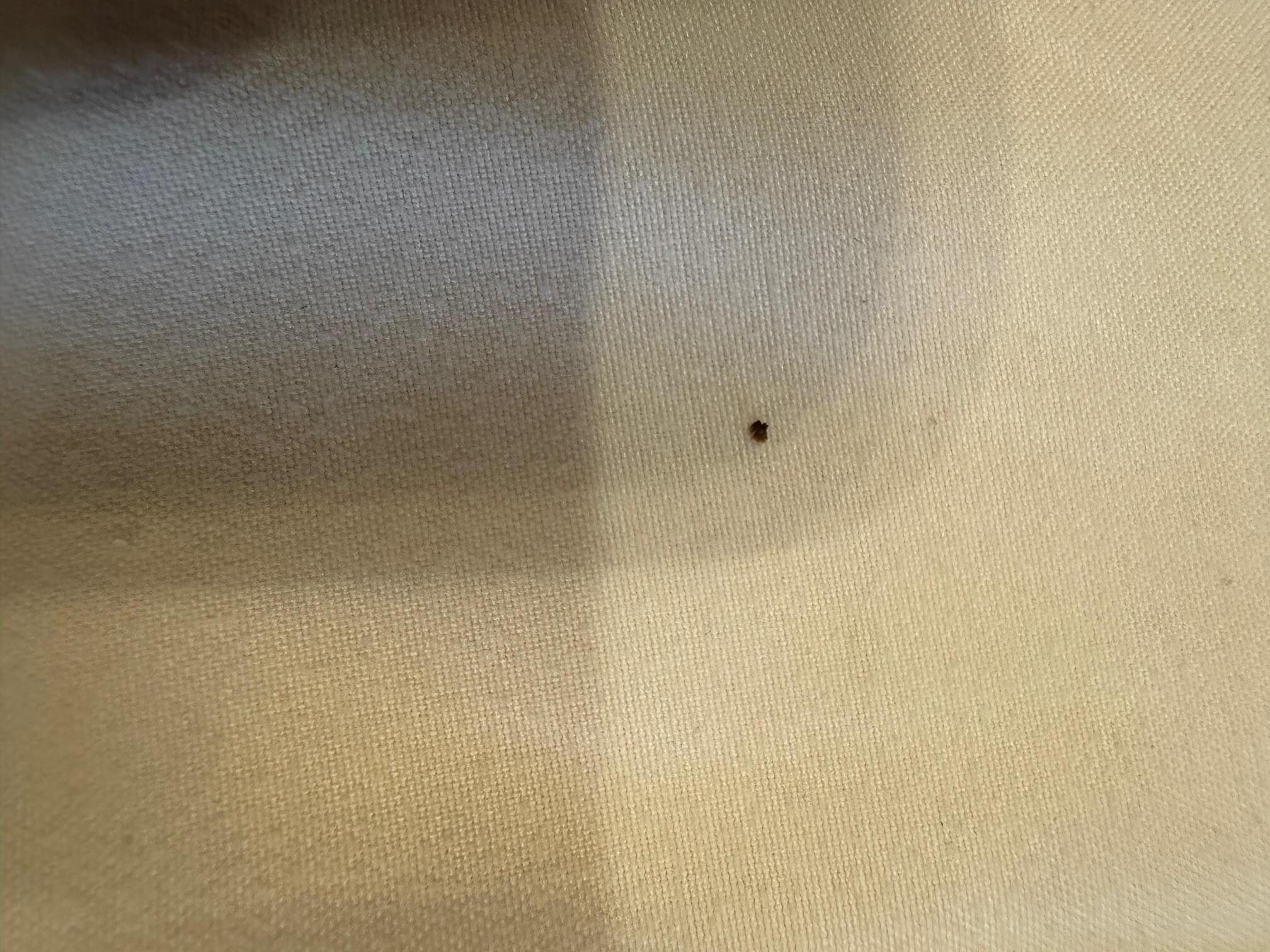 bed bug poop