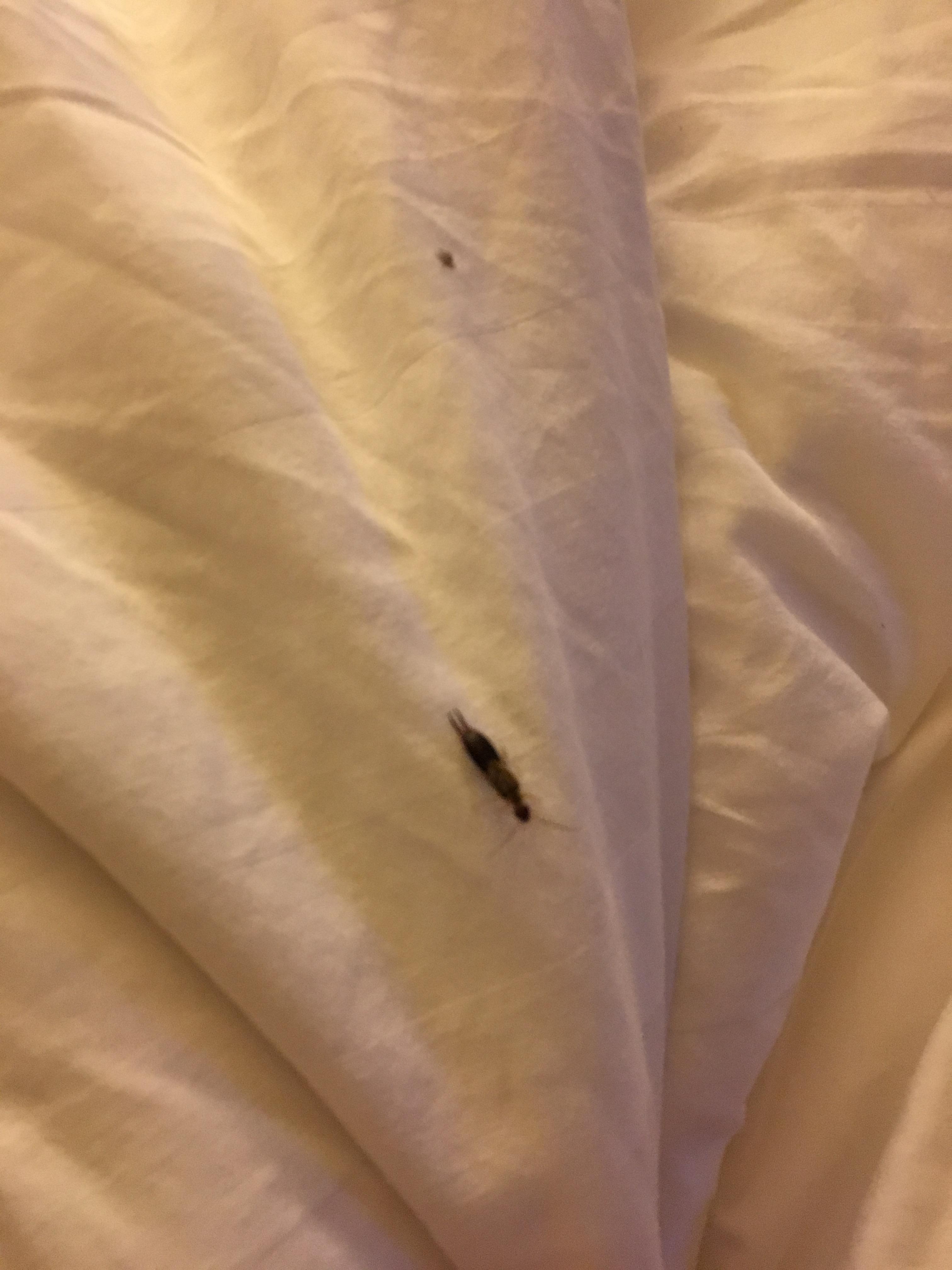Bug in my bed