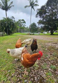 Girls having a vidit