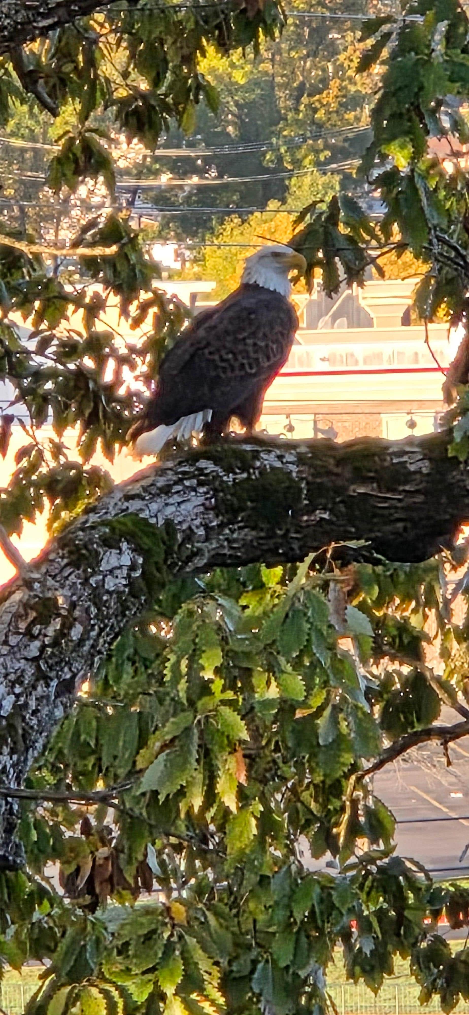 Just off the back deck!