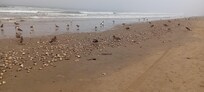 Great beach access