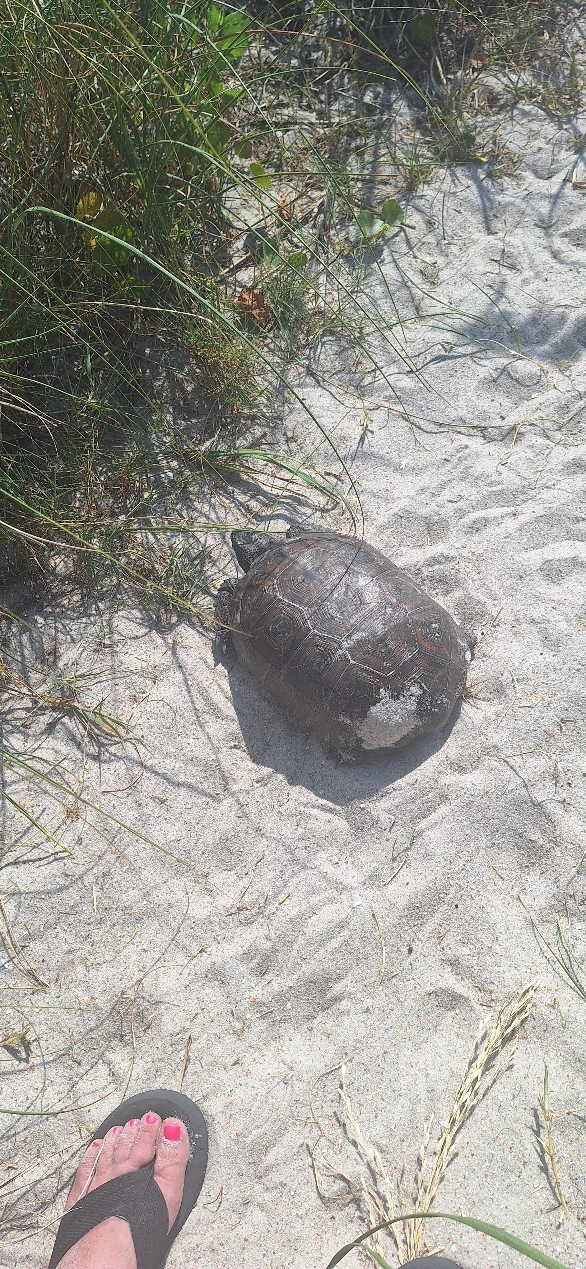 Saw this guy on the access path!