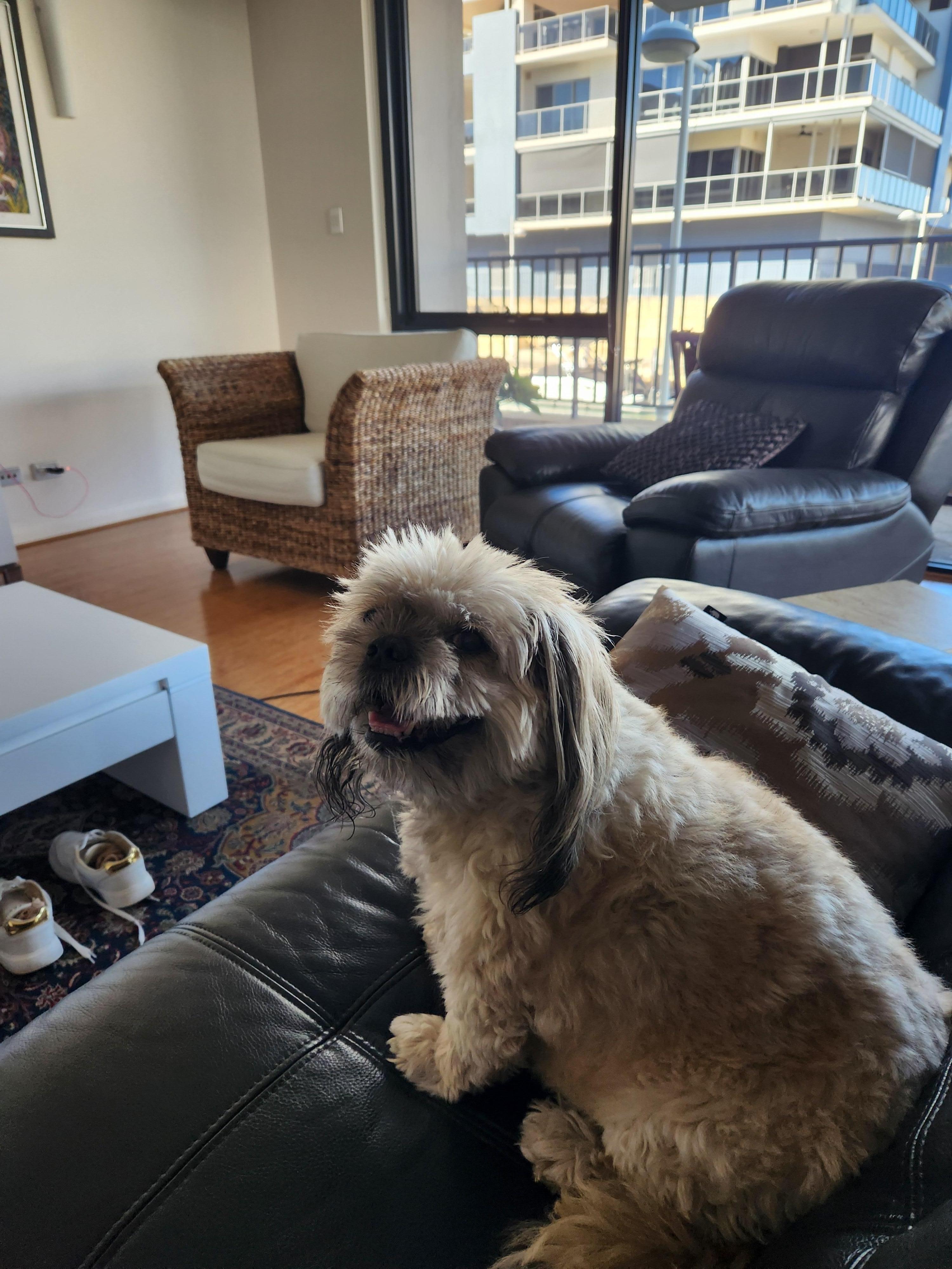 My dog didn't want to leave 