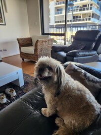 My dog didn't want to leave