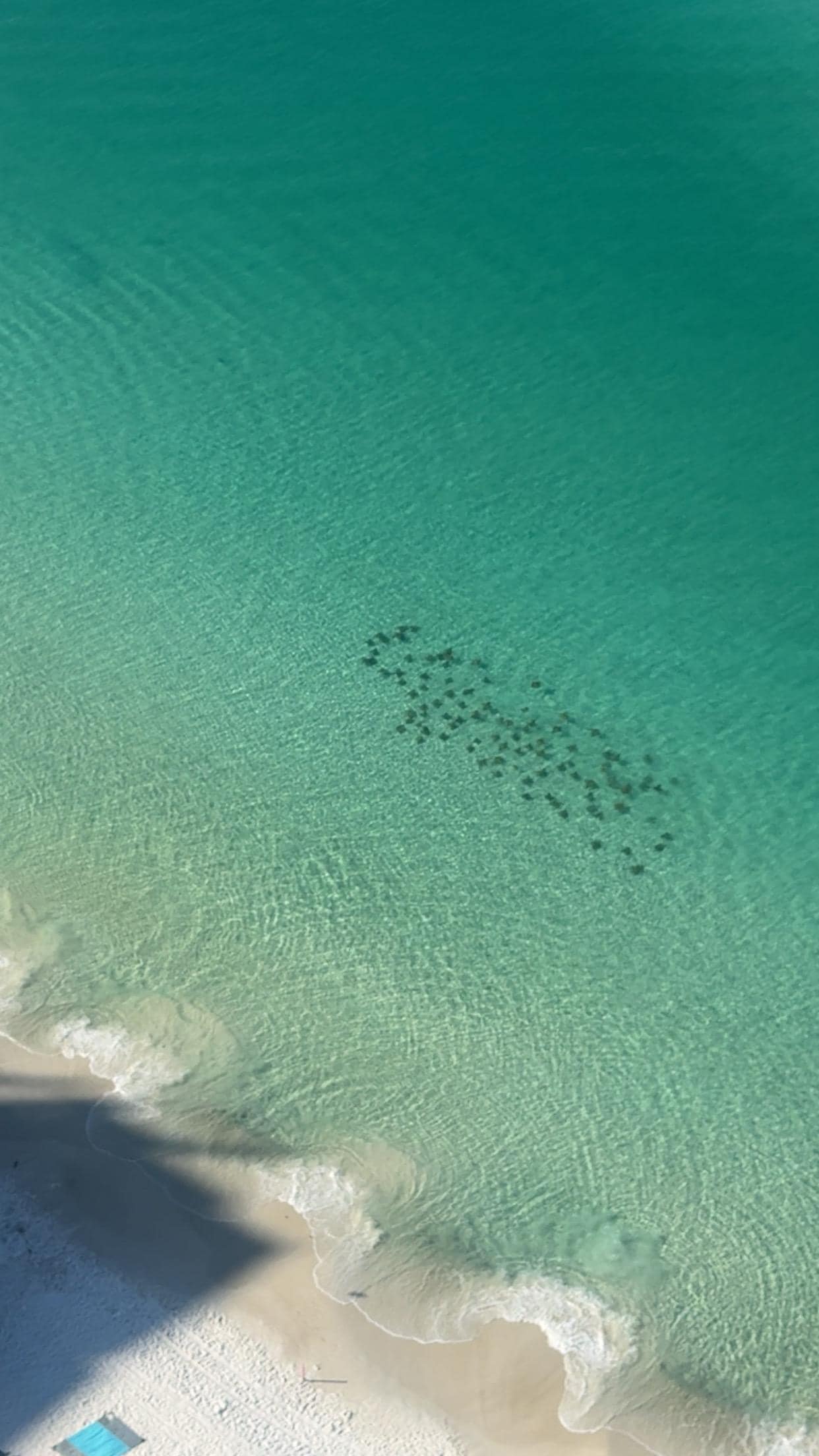 Another view from the balcony of a bunch of stingrays 