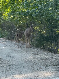 One of the deers that visit David and Pam’s property daily.