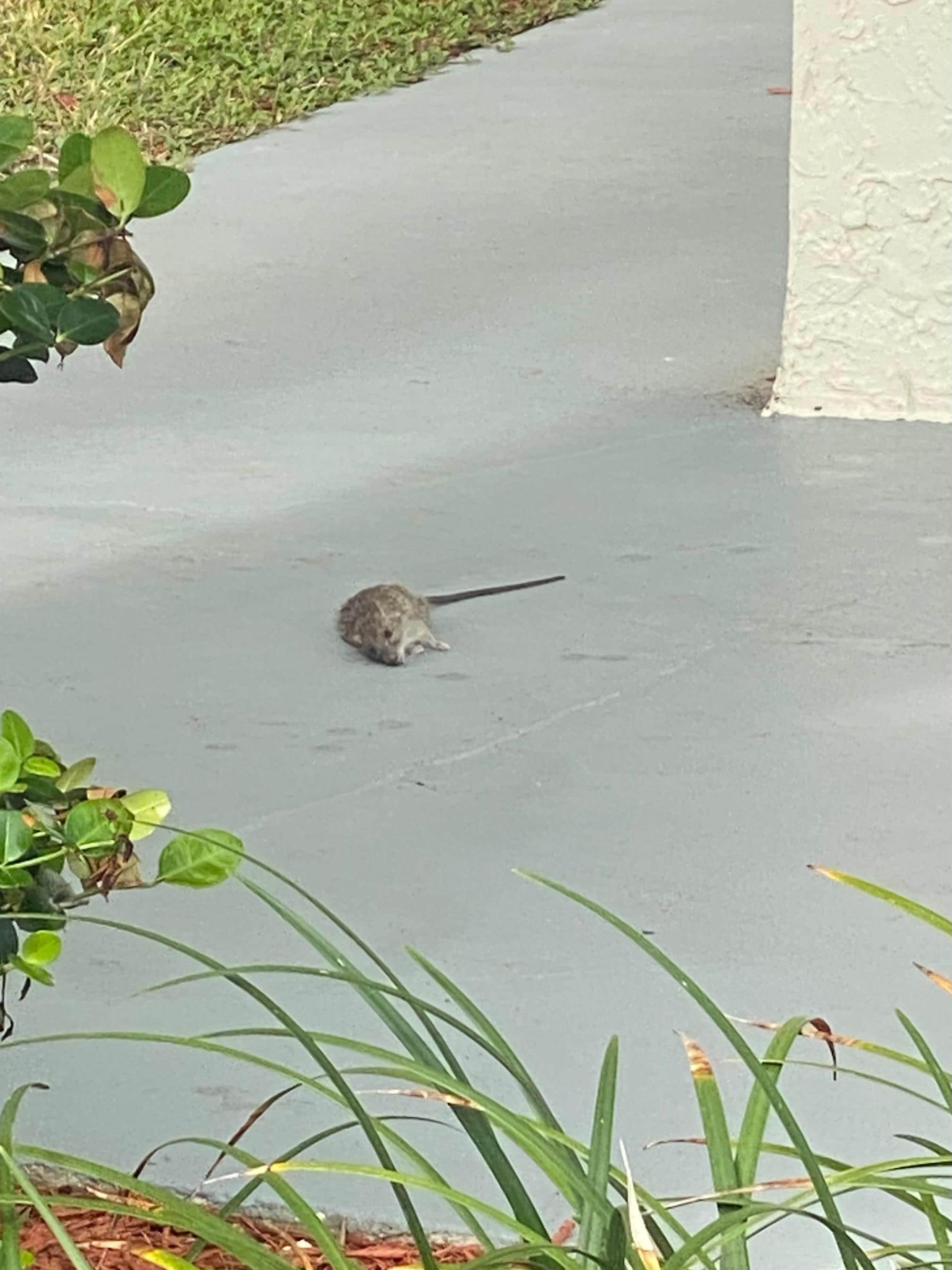 On lower unit property right by the gate to beach access