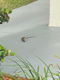 On lower unit property right by the gate to beach access