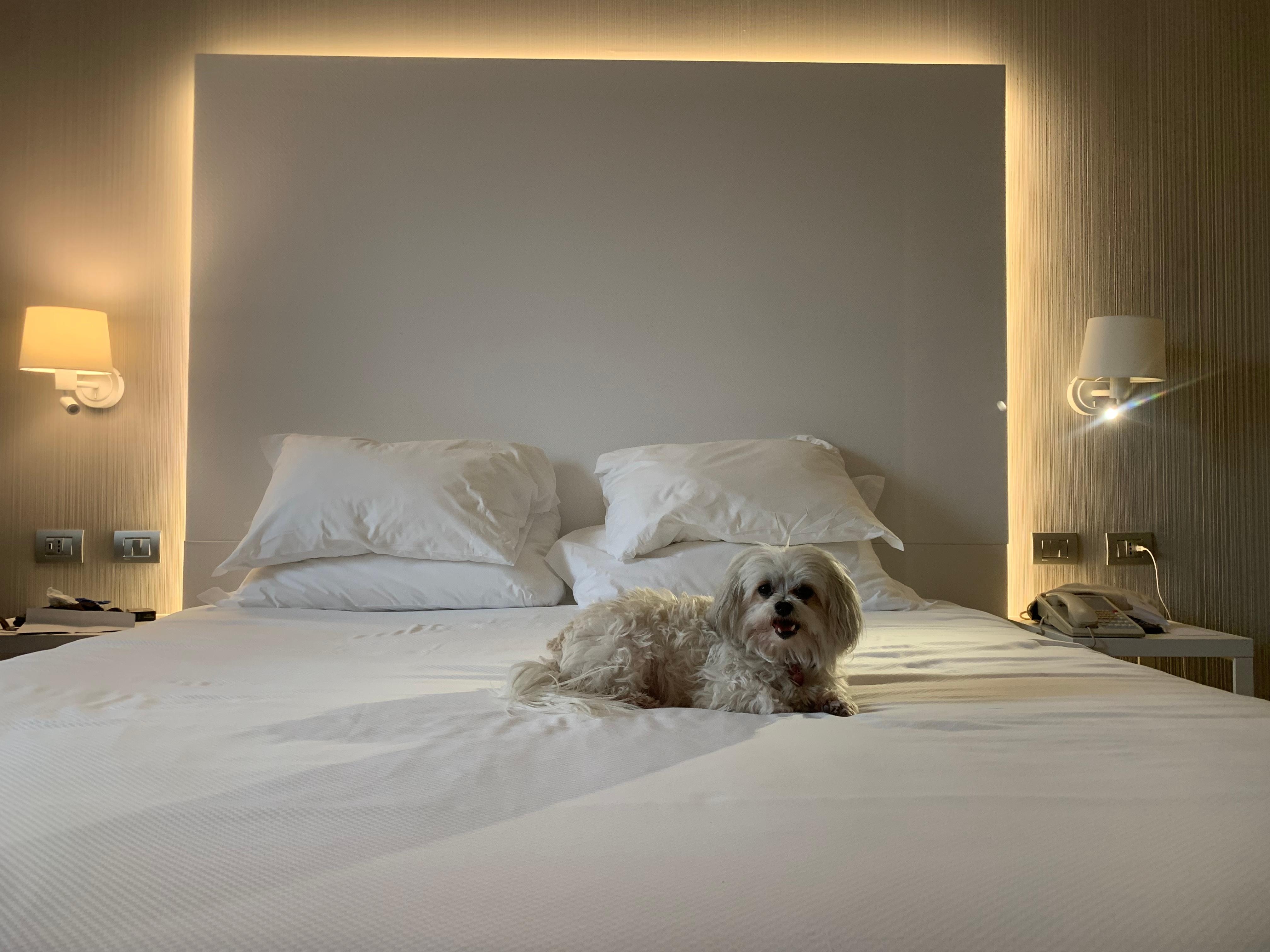 Very doggy friendly hotel