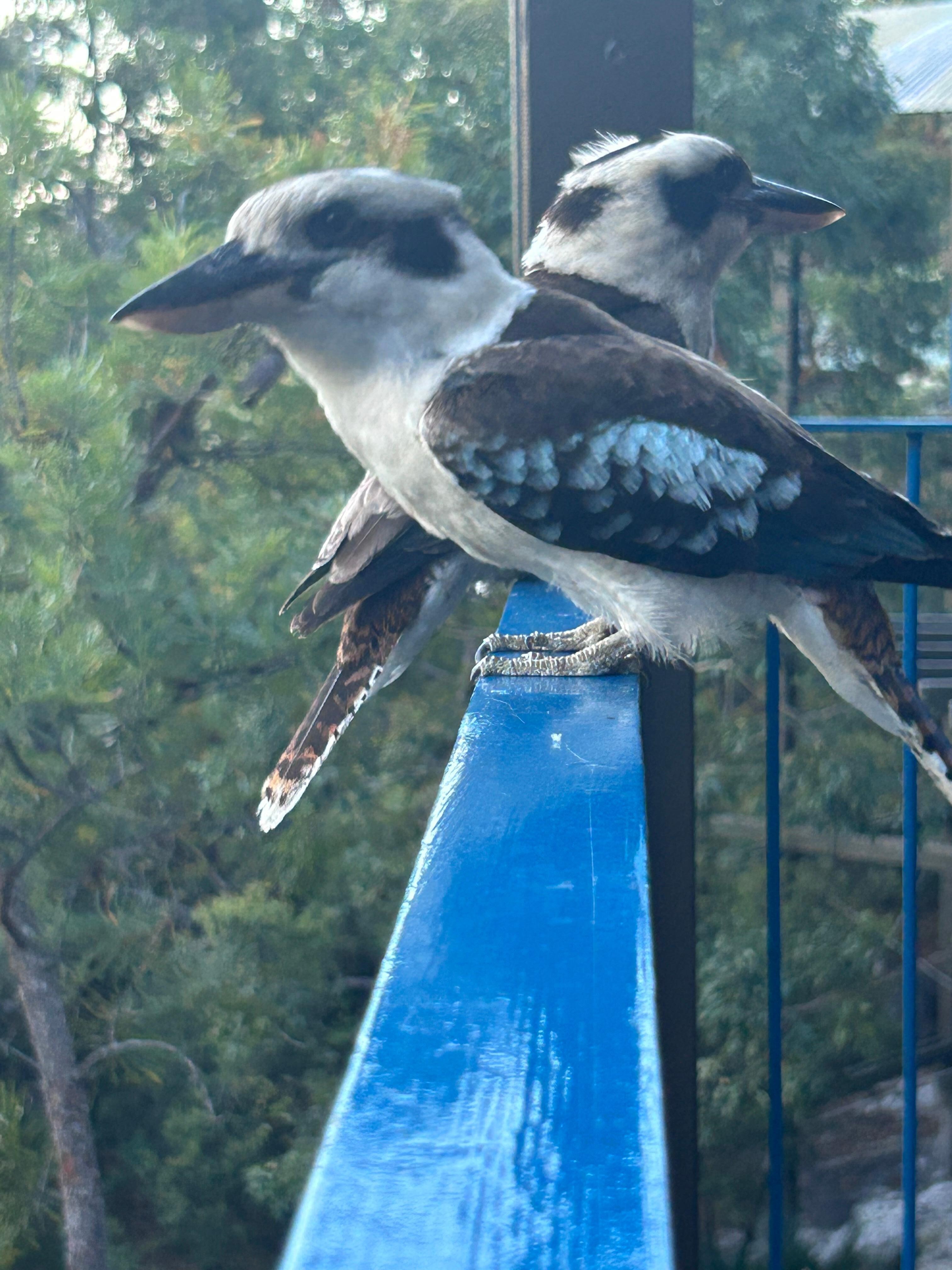 Kingfishers on the deck